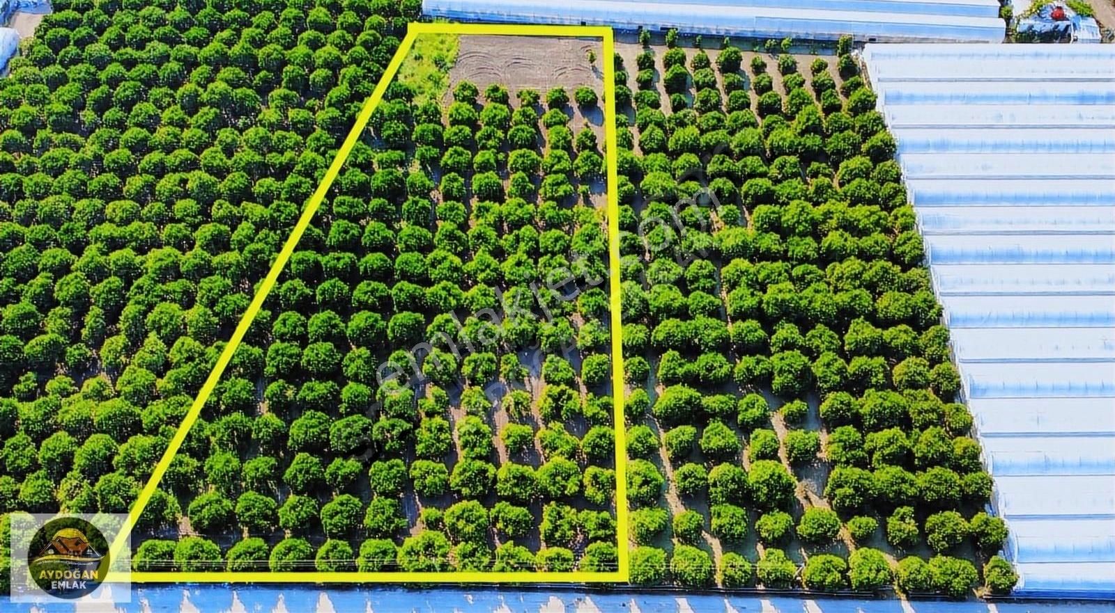 Aydoğan Emlak'tan Müstakil Tapu 6.315 M2 Portakal Bahçesi