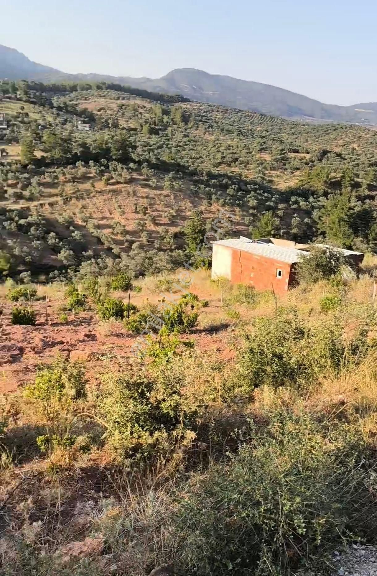 Torbalı Dağkızılca'da Fırsat Zeytinli Tarla