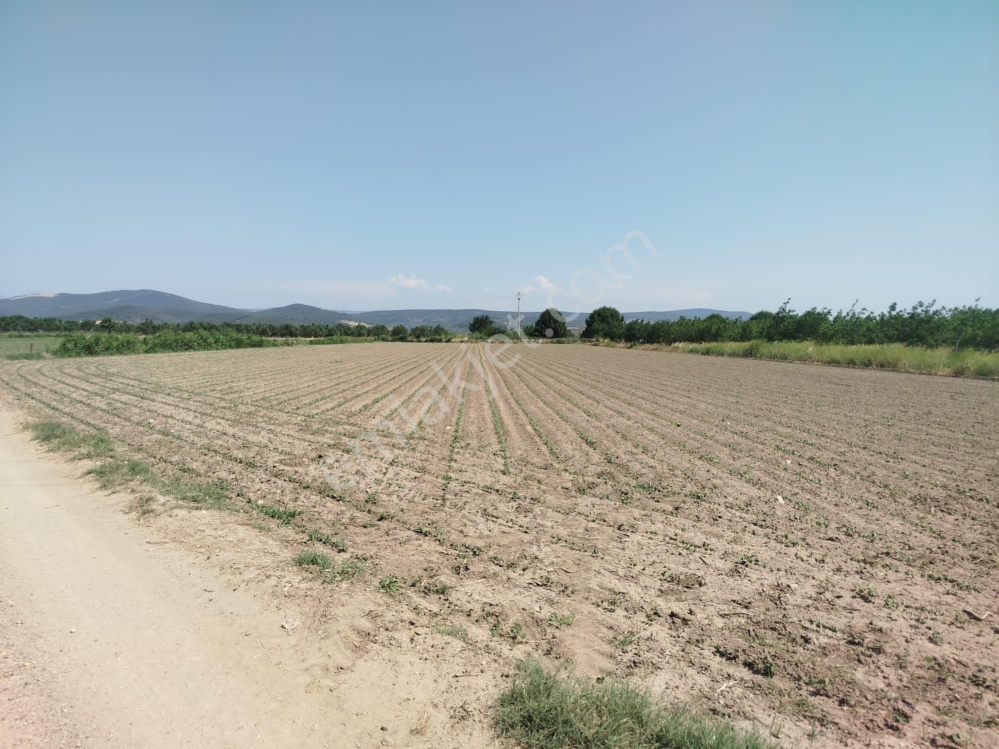İzmir Bergama Yeniköy'de Acil Satılık 8316 M2 Tarla