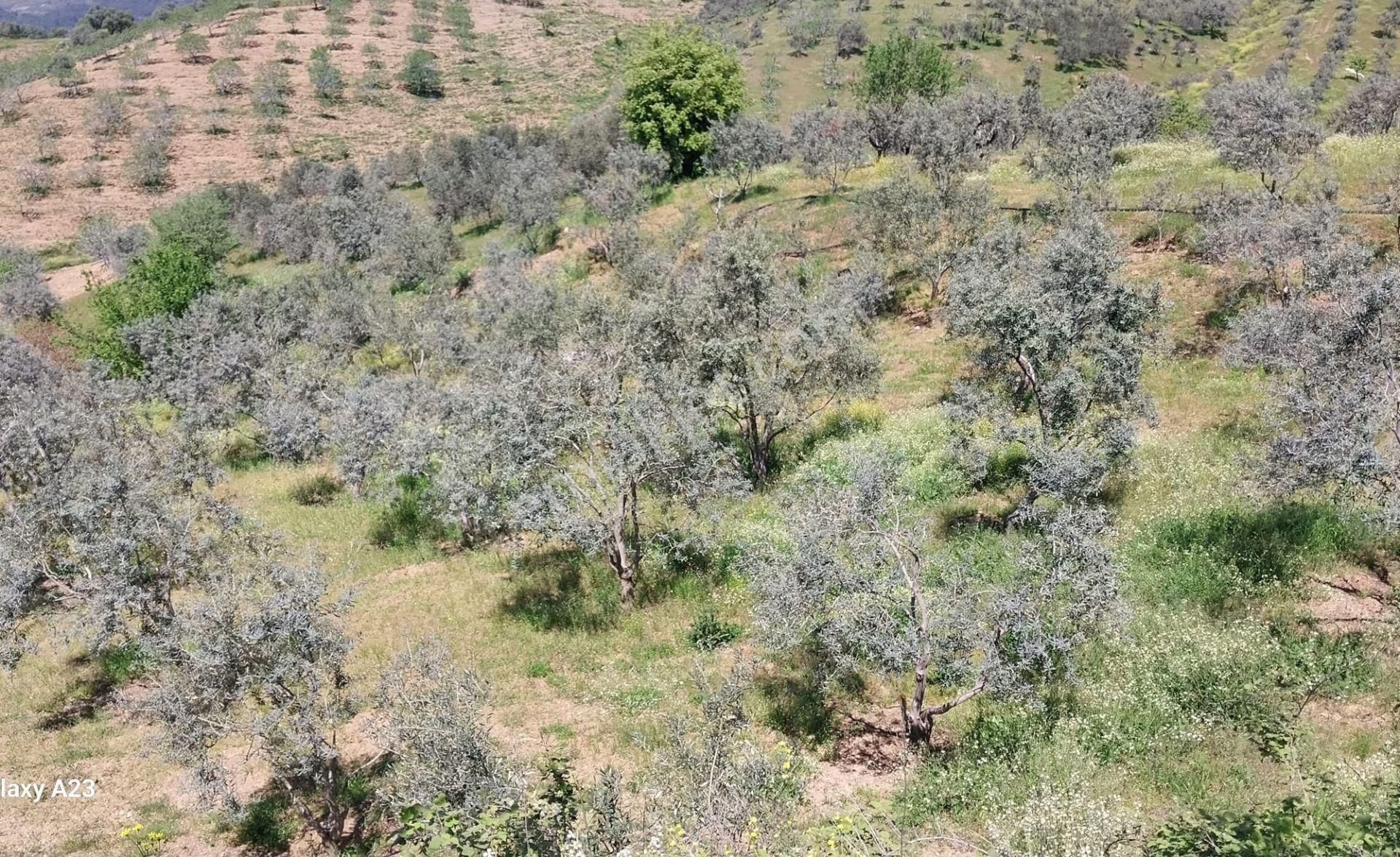 Bayındır Lütuflarda Asfalta 500 M, Zeytin Ve Meyve Ağaçlı Tarla