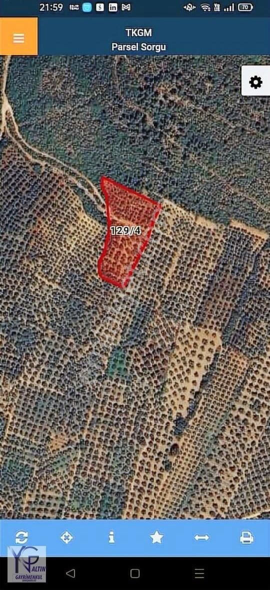 Yng Altın Dan Satılık Orhangazi Keramet De 5579 M2 Zeytinlik