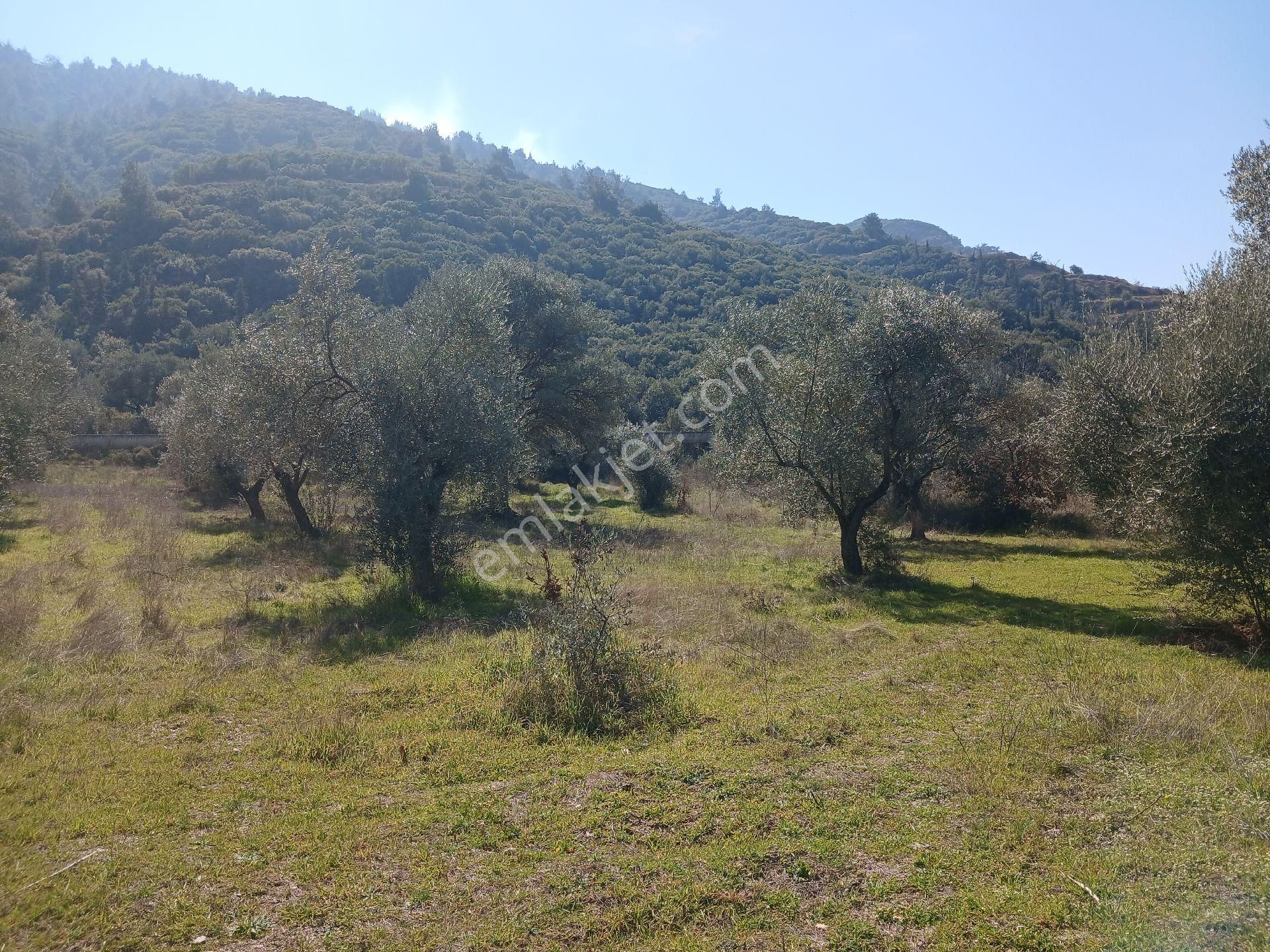 Manisa Ahmetli Gökkaya Mahallesinde 6000m² Tarla Satılık - Görsel 7