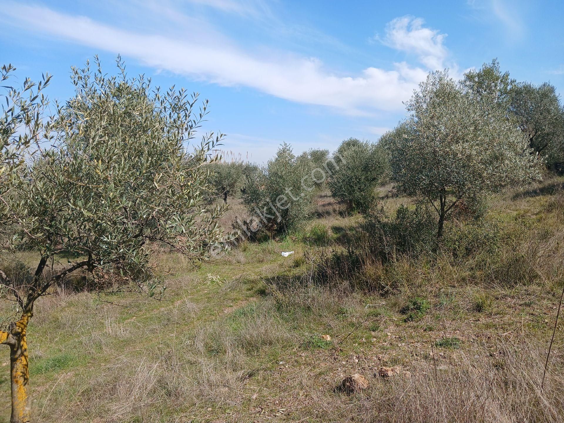 Manisa Ahmetli Gökkaya Mahallesinde 6000m² Tarla Satılık - Görsel 23