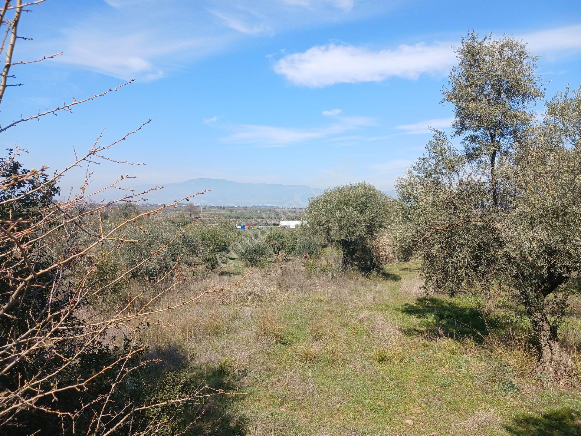 Manisa Ahmetli Gökkaya Mahallesinde 6000m² Tarla Satılık - Görsel 24