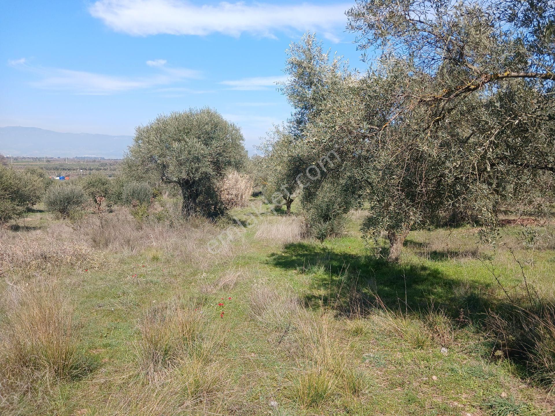 Manisa Ahmetli Gökkaya Mahallesinde 6000m² Tarla Satılık - Görsel 17