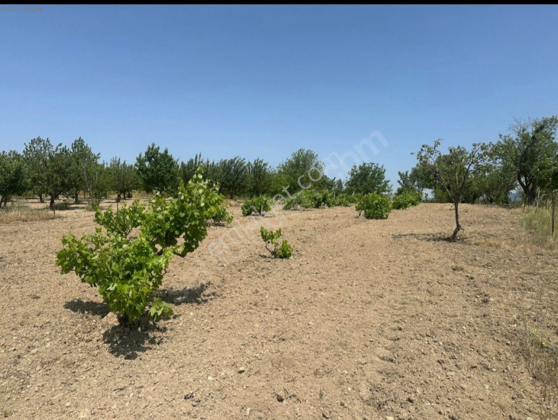 Seydişehir Kavak Köyünde Satılık 3 370 M2 Meyve Bahçesi