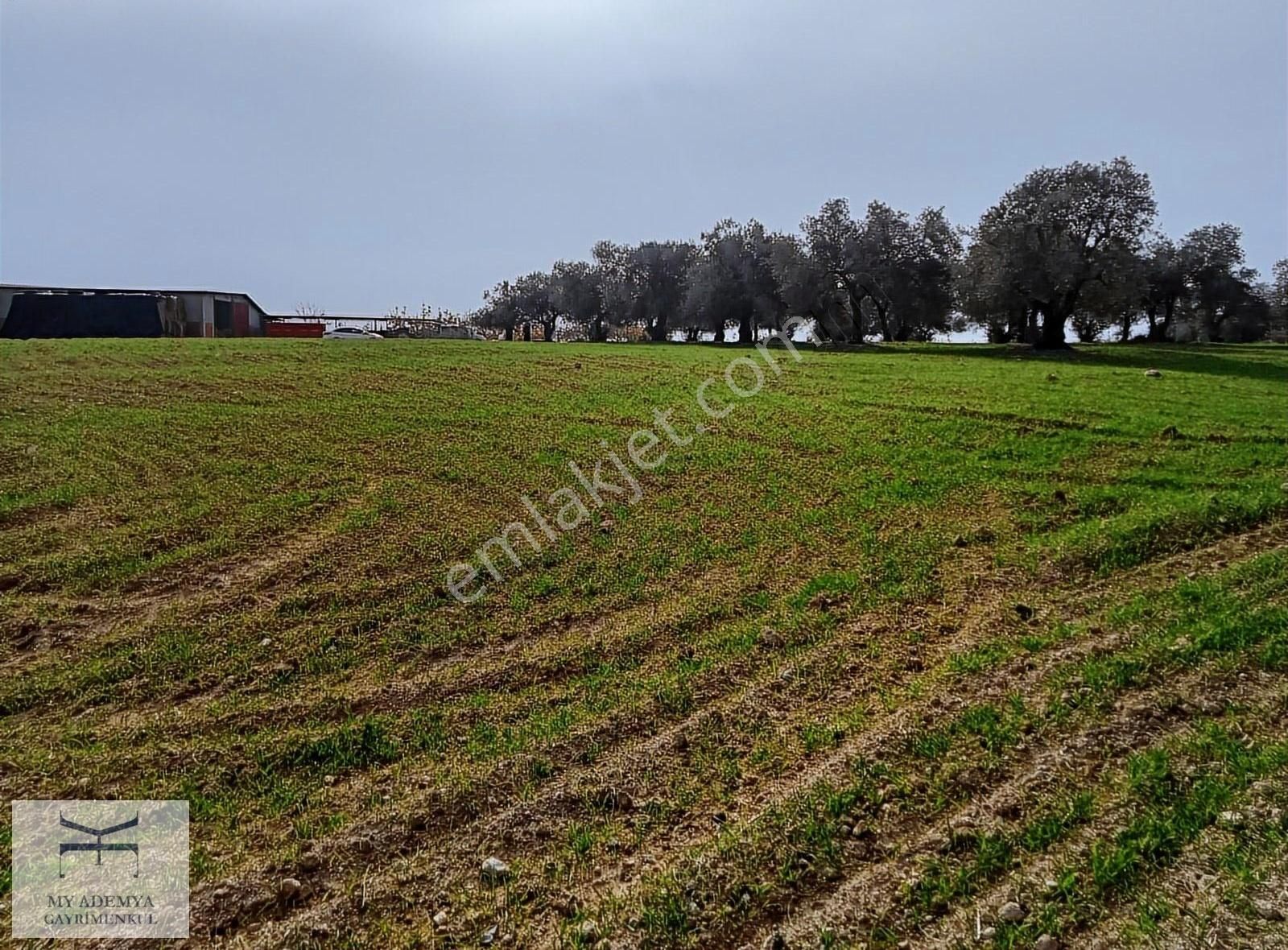 Sarıçam Çamlıca 300 M2 Ecrimisil Ev Yeri