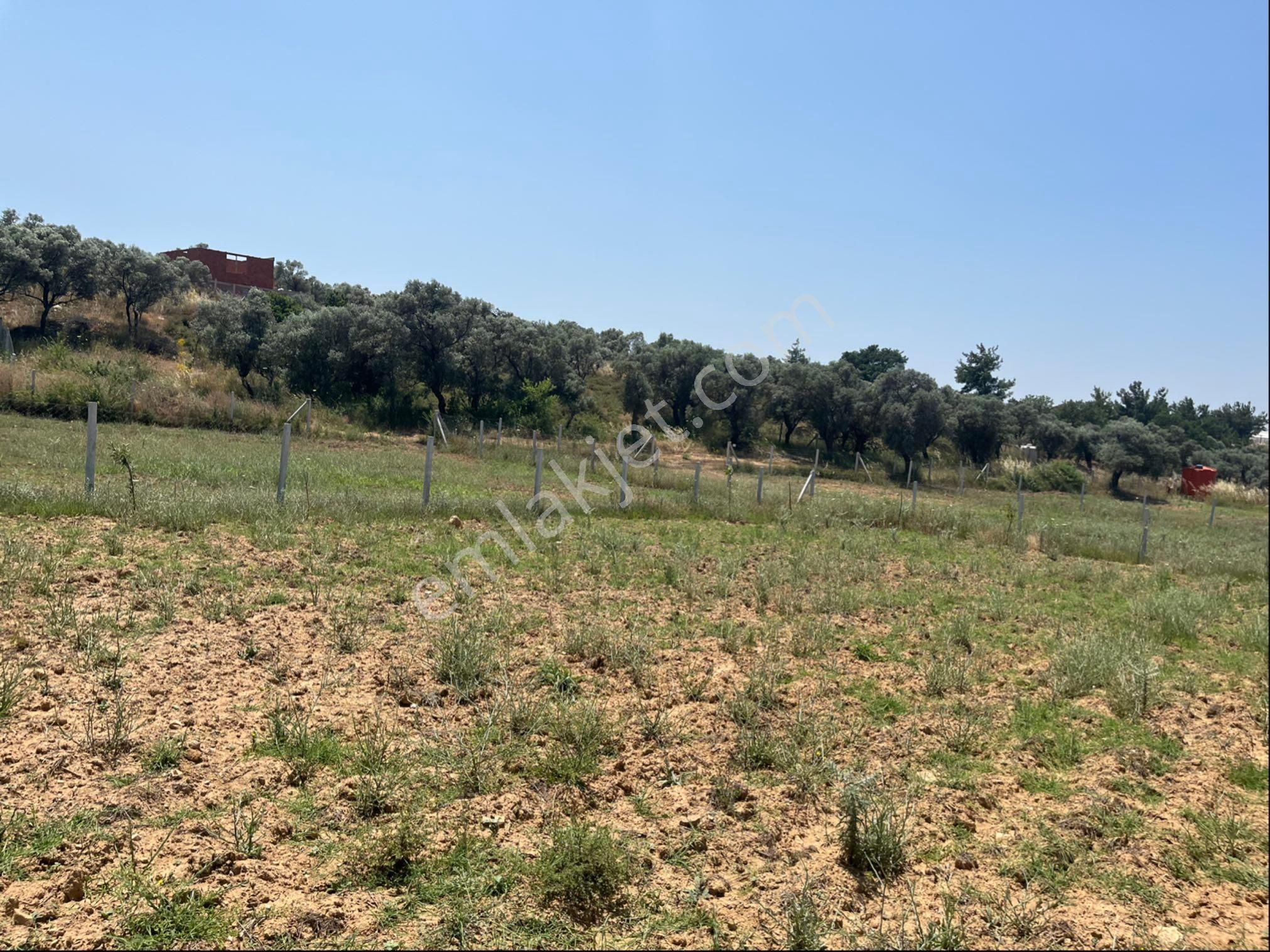 Torbalı Ormanköy Mah Aile Mirastan Bölünme 900m2 Zeytinli Tarla - Görsel 6