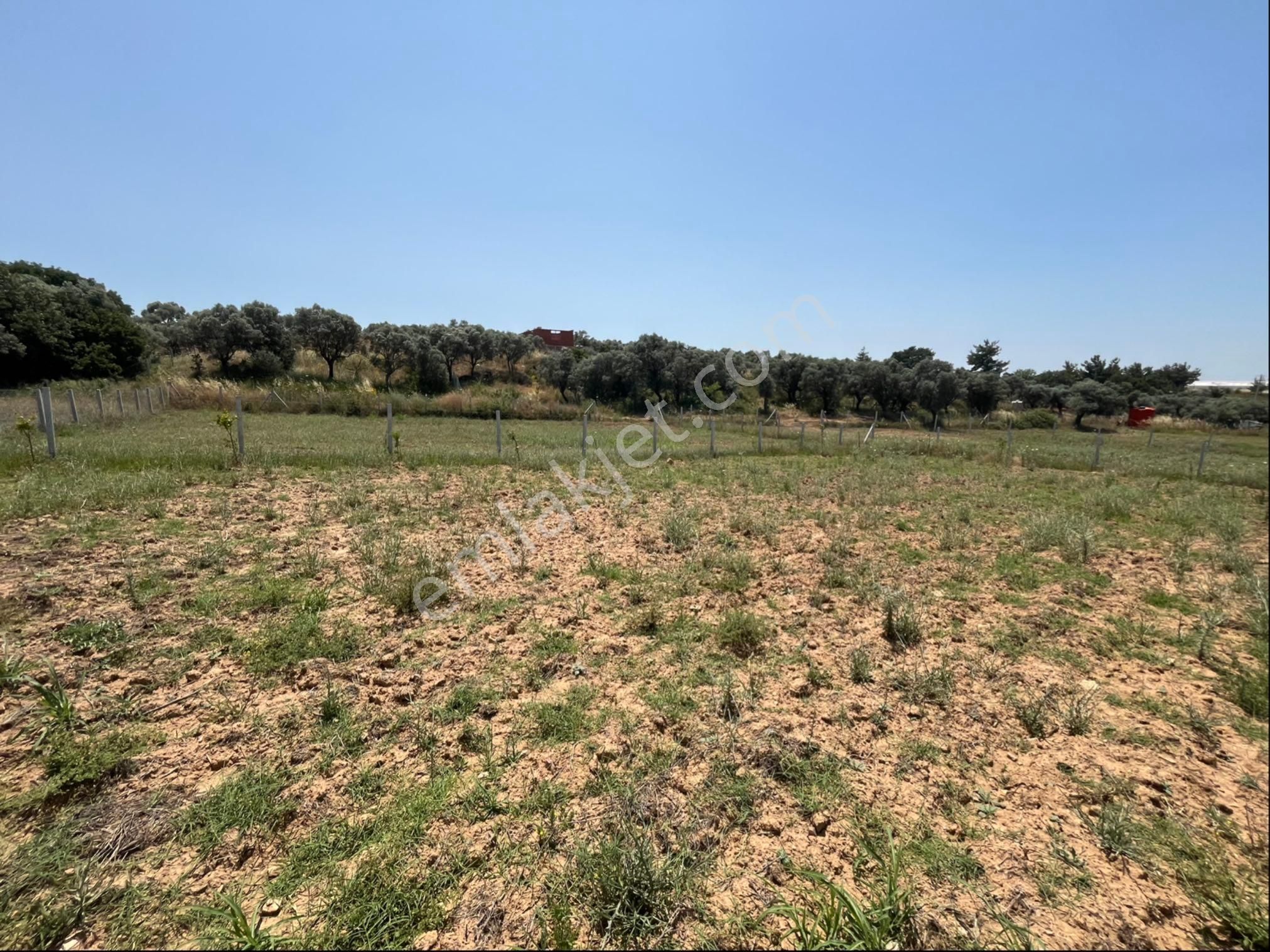 Torbalı Ormanköy Mah Aile Mirastan Bölünme 900m2 Zeytinli Tarla - Görsel 13