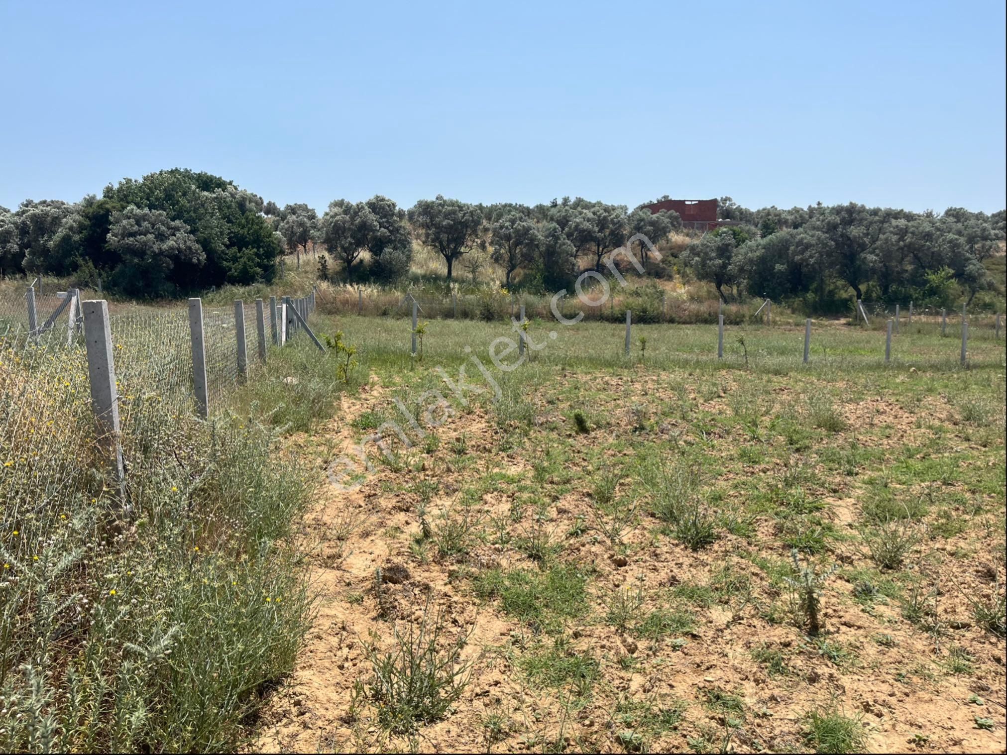 Torbalı Ormanköy Mah Aile Mirastan Bölünme 900m2 Zeytinli Tarla - Görsel 17