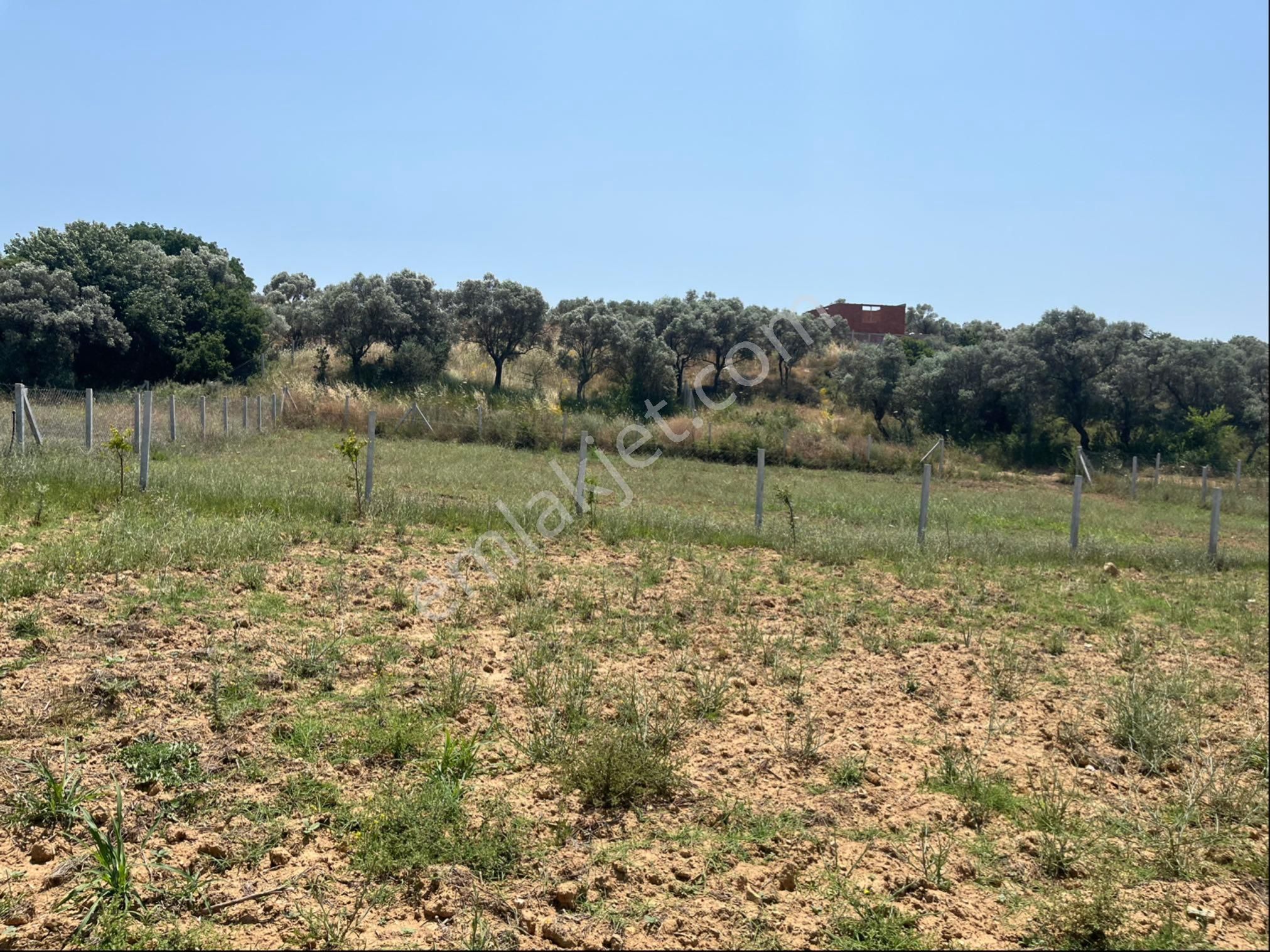 Torbalı Ormanköy Mah Aile Mirastan Bölünme 900m2 Zeytinli Tarla - Görsel 14