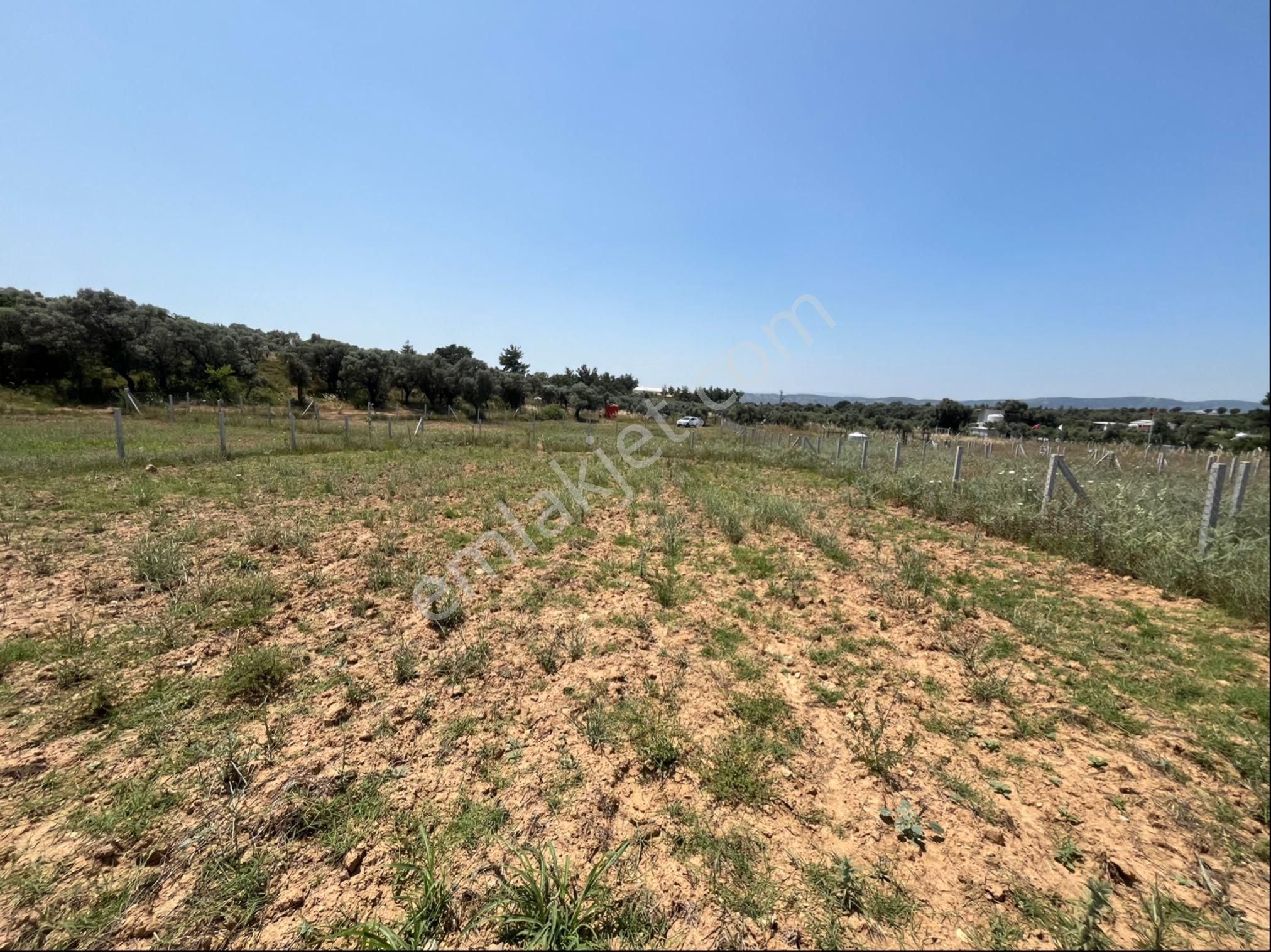 Torbalı Ormanköy Mah Aile Mirastan Bölünme 900m2 Zeytinli Tarla