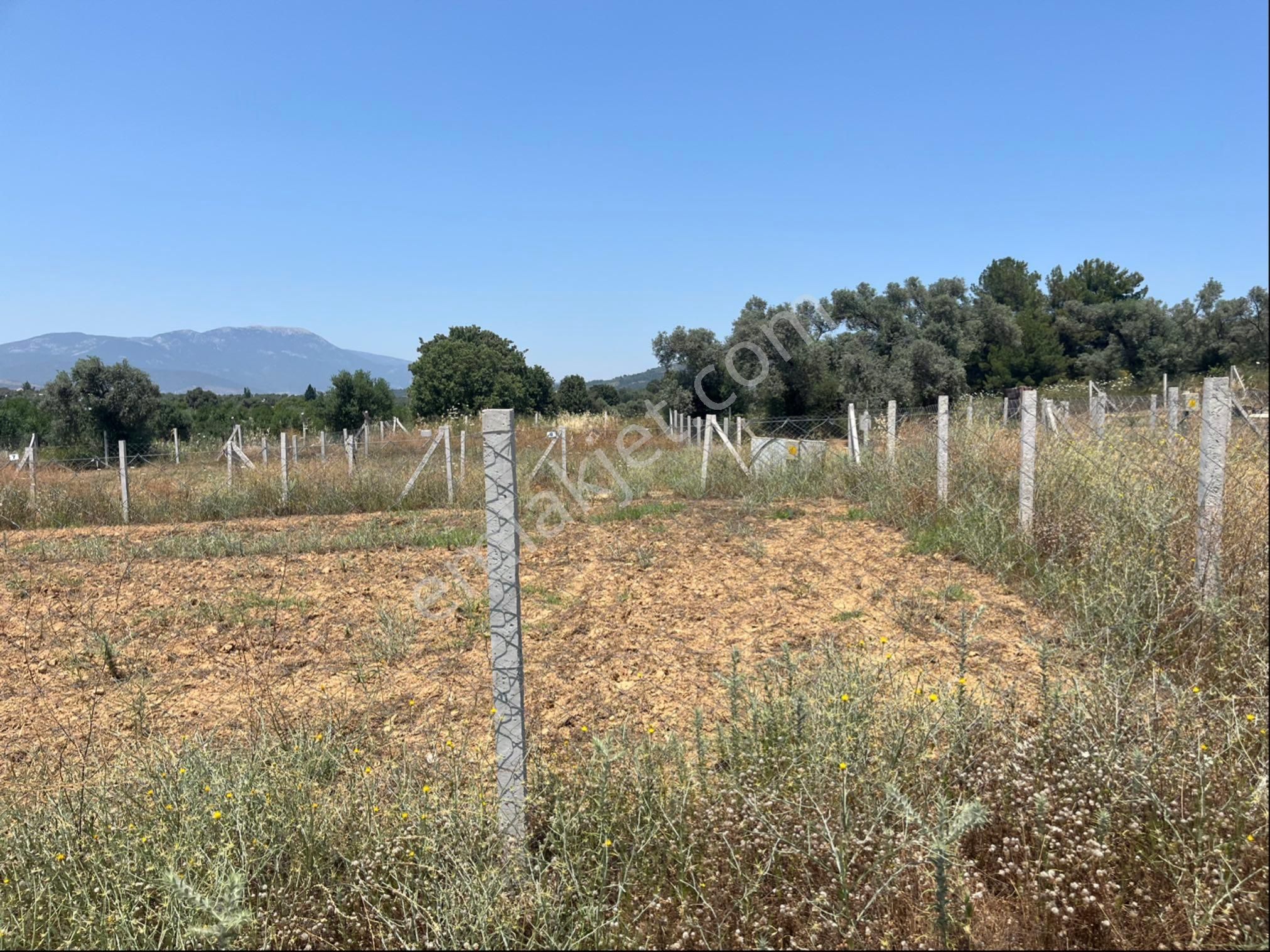 Torbalı Ormanköy Mah Aile Mirastan Bölünme 900m2 Zeytinli Tarla - Görsel 9