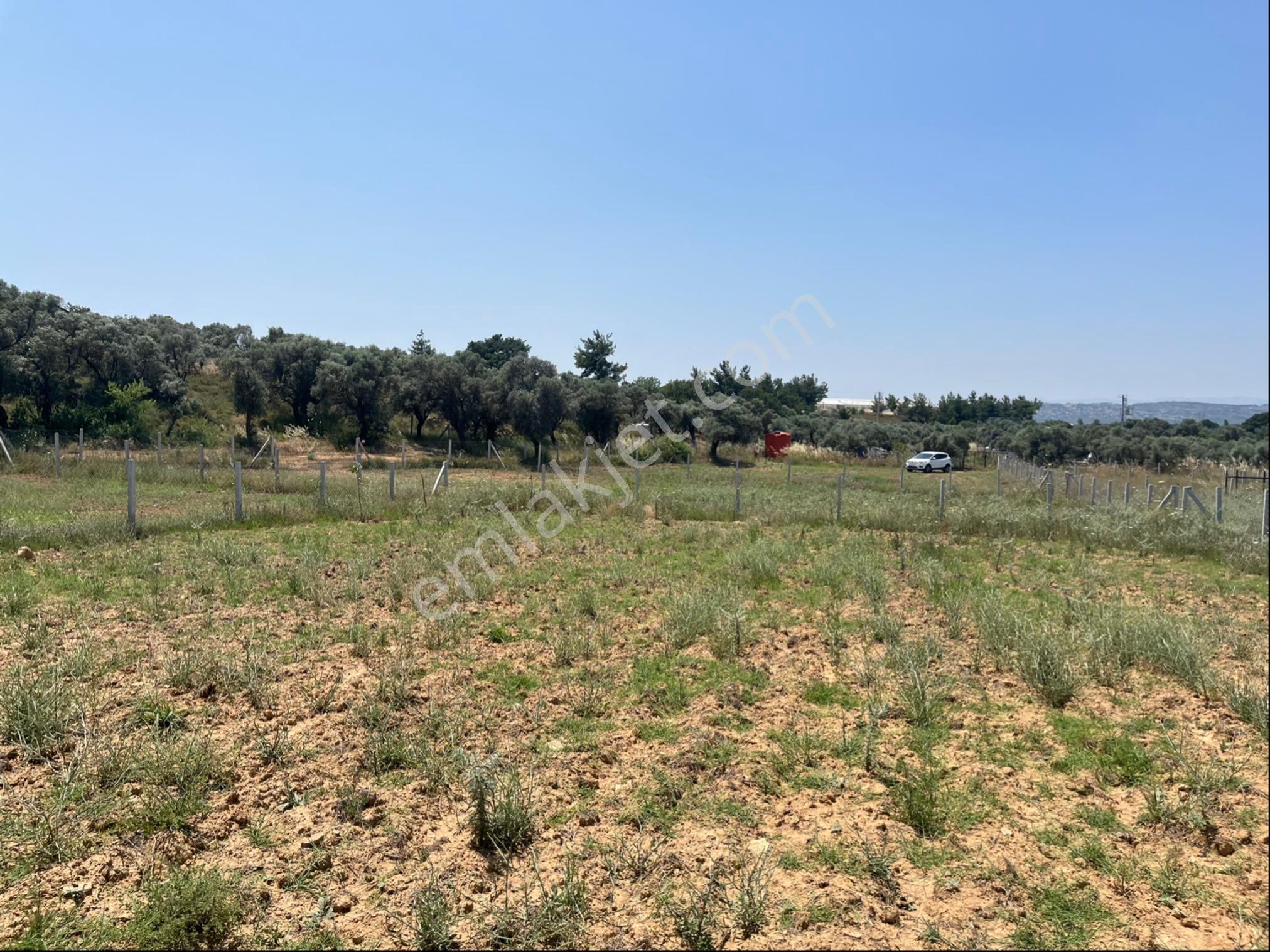 Torbalı Ormanköy Mah Aile Mirastan Bölünme 900m2 Zeytinli Tarla - Görsel 32