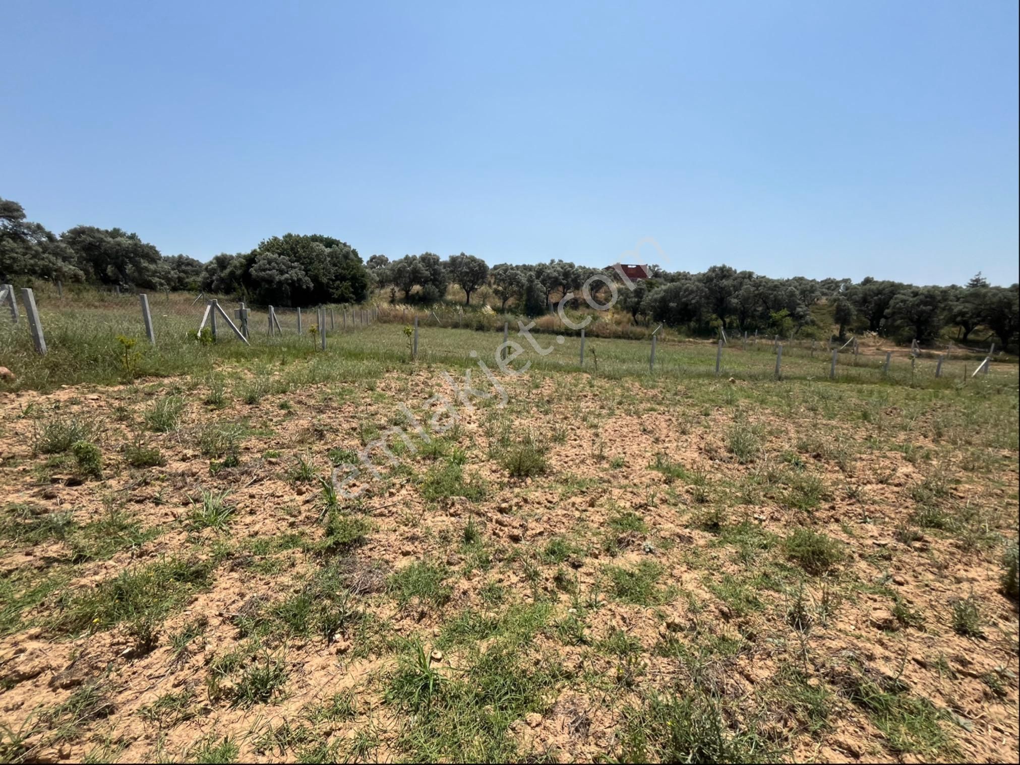 Torbalı Ormanköy Mah Aile Mirastan Bölünme 900m2 Zeytinli Tarla - Görsel 12