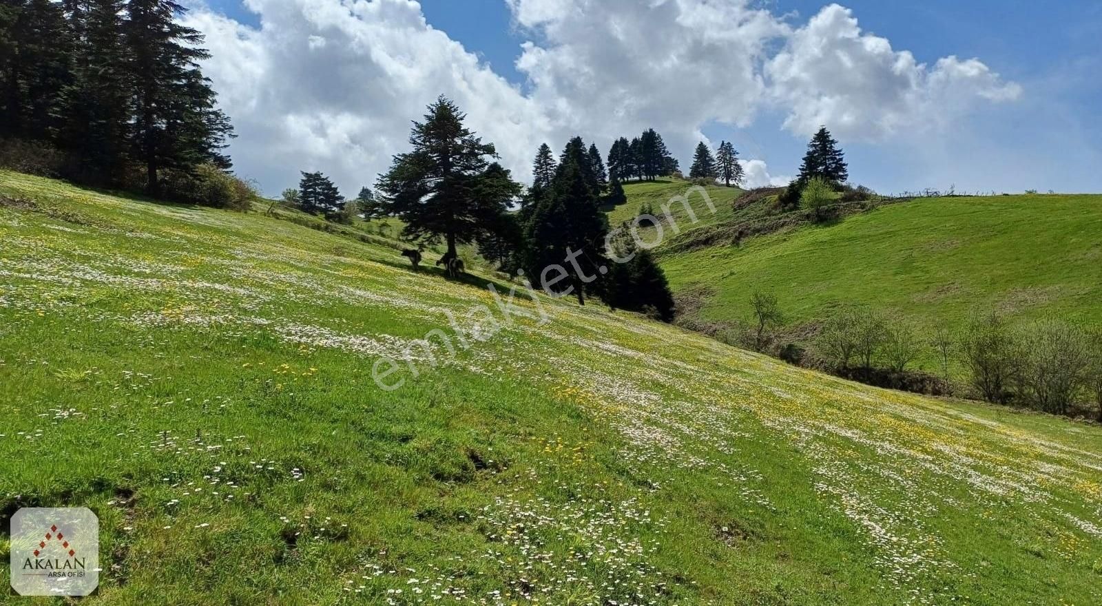 Atakum Ayvalı Köyünde Ev Ve Tarla