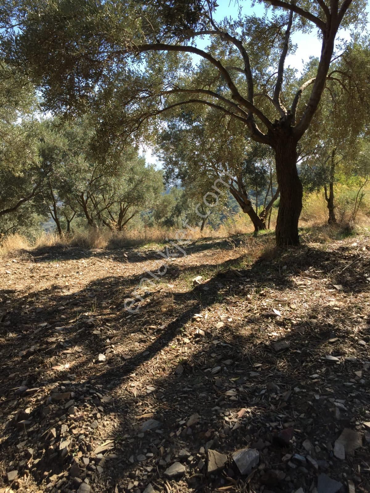 İzmir Torbalı Gold Emlaktan Yakapınarda Satılık Zeytinlik - Görsel 4