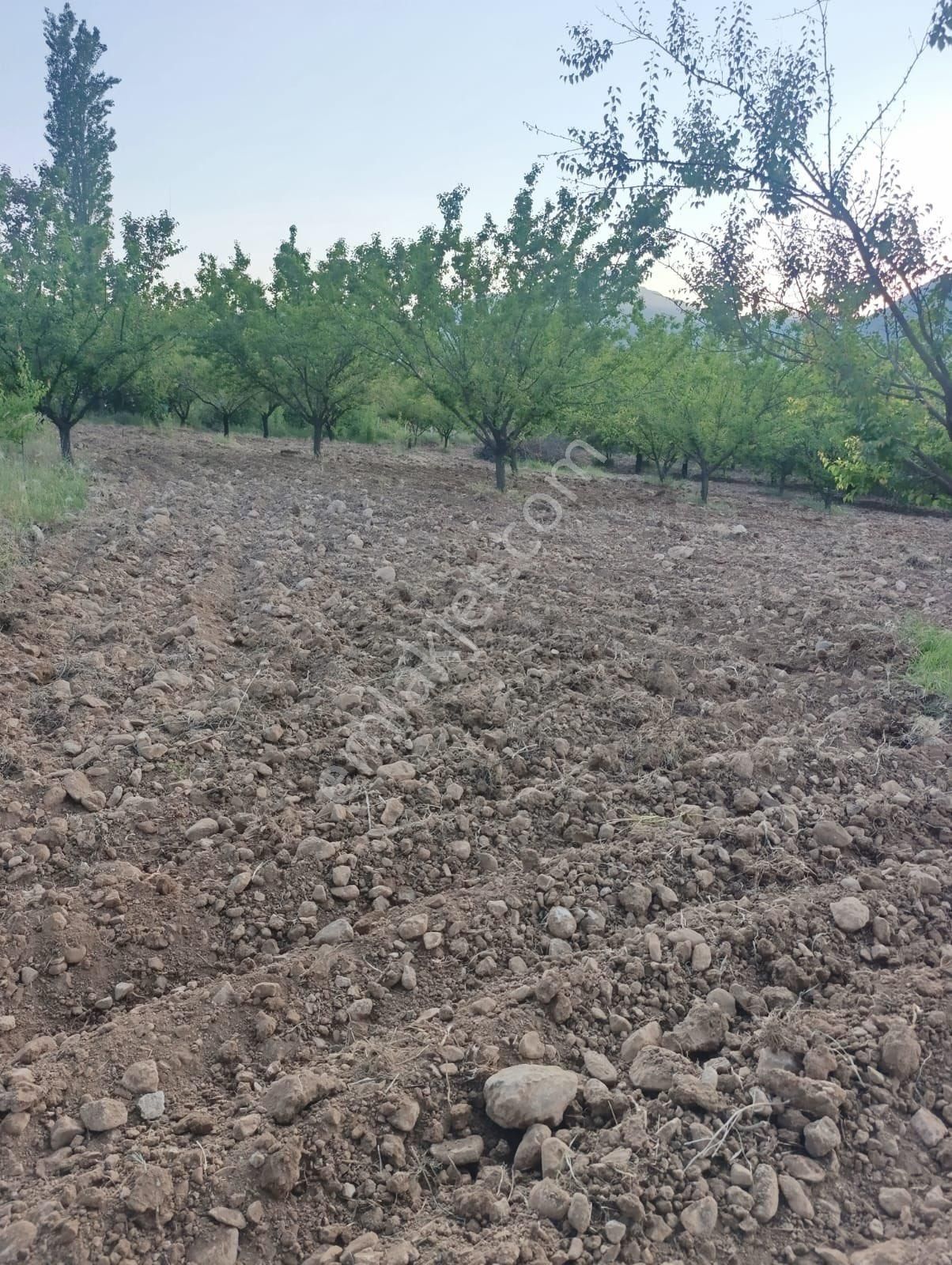 Epa Öz Yaşam Dan Doğanşehir Karaterzide Satılık Tarla