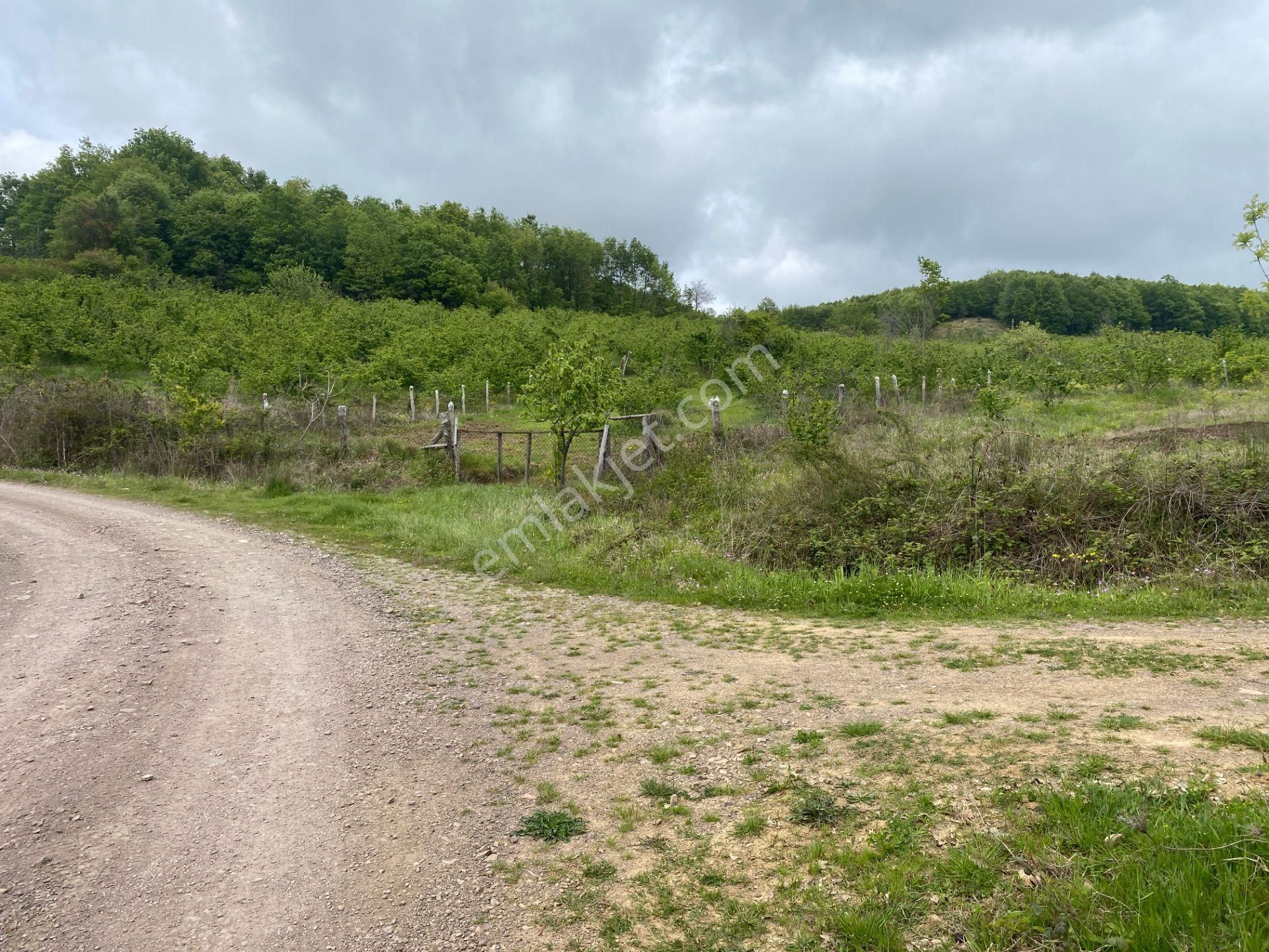 Şile Ağva Geredeli Satılık Arsa-yolu Açık-6305m2