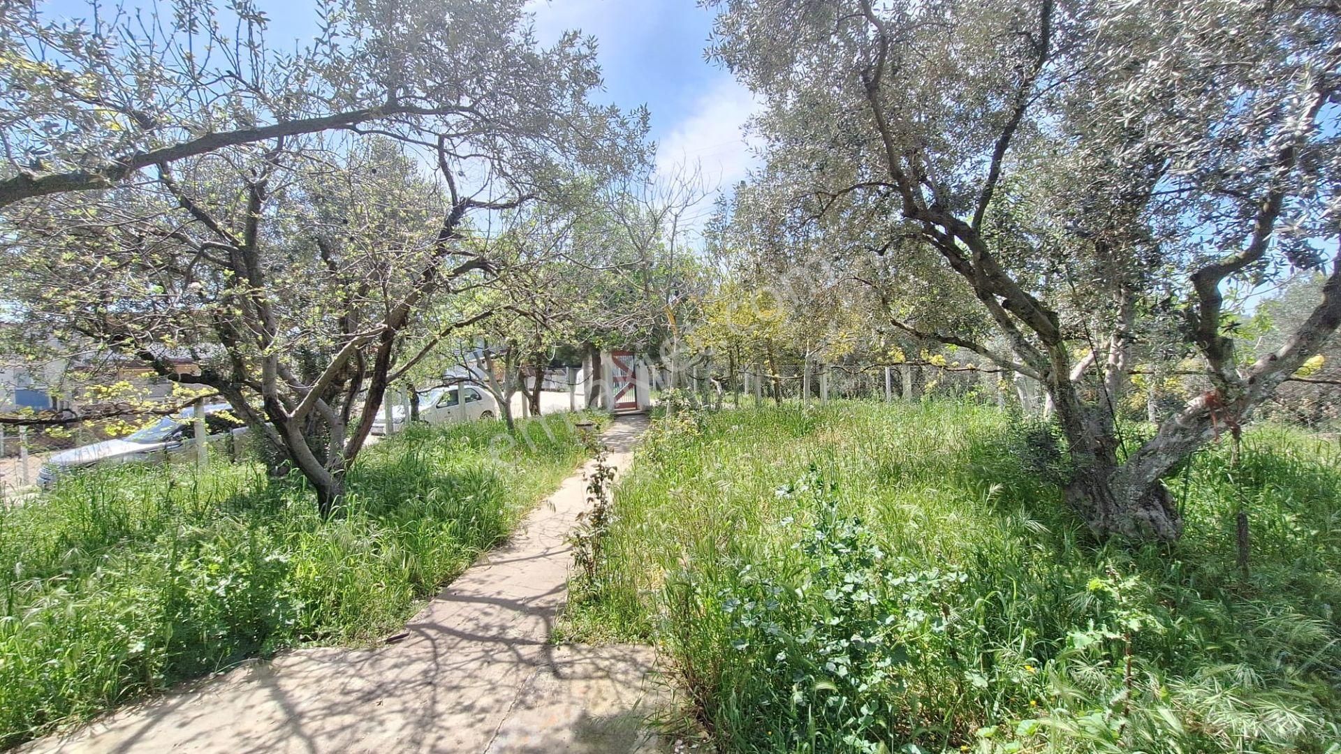 Kuşadası Yenıköyde Köşe Konumlu 620 M2 Arsa Içınde Tek Katlı 90 M2 Çıftlık Evı