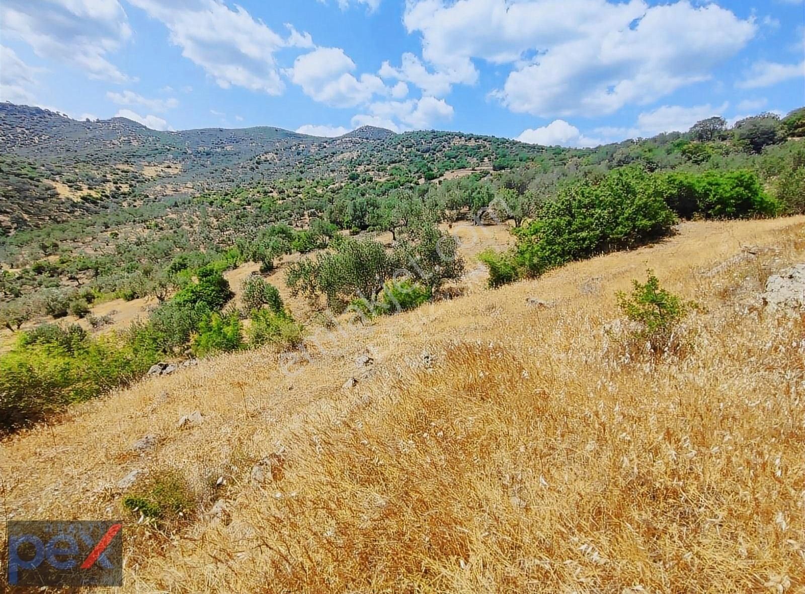 İzmir Bergama'da 18.165 M2 Tek Tapulu Arazi