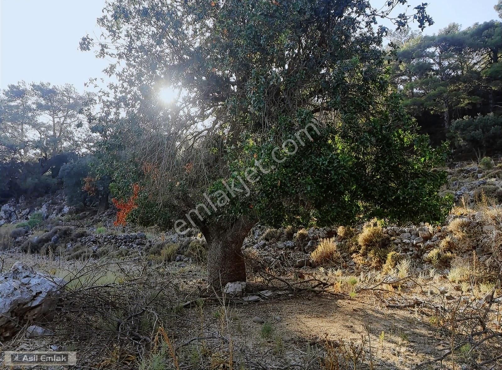 Ortaca Dalyan Gökbel Mahlsi Kışla Mevkiinde Satılık 5216m² Tarla