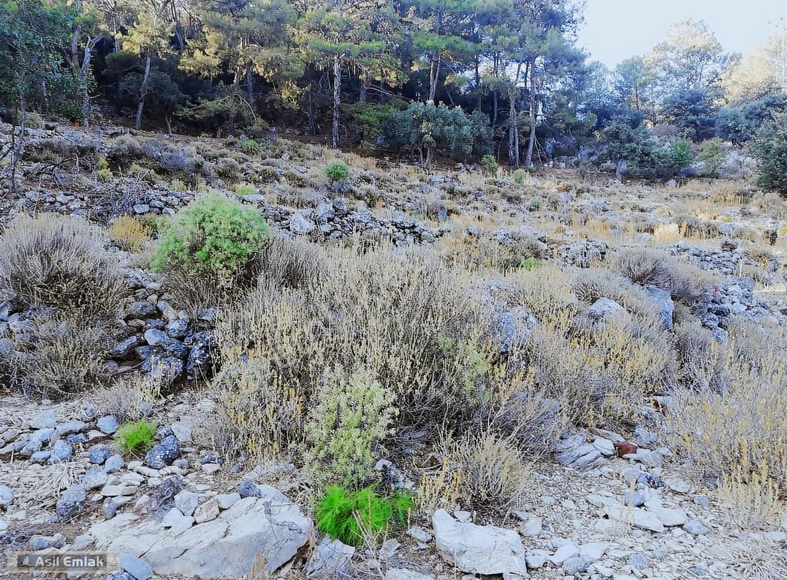 Ortaca Dalyan Gökbel Mahlsi Kışla Mevkiinde Satılık 5216m² Tarla - Görsel 28