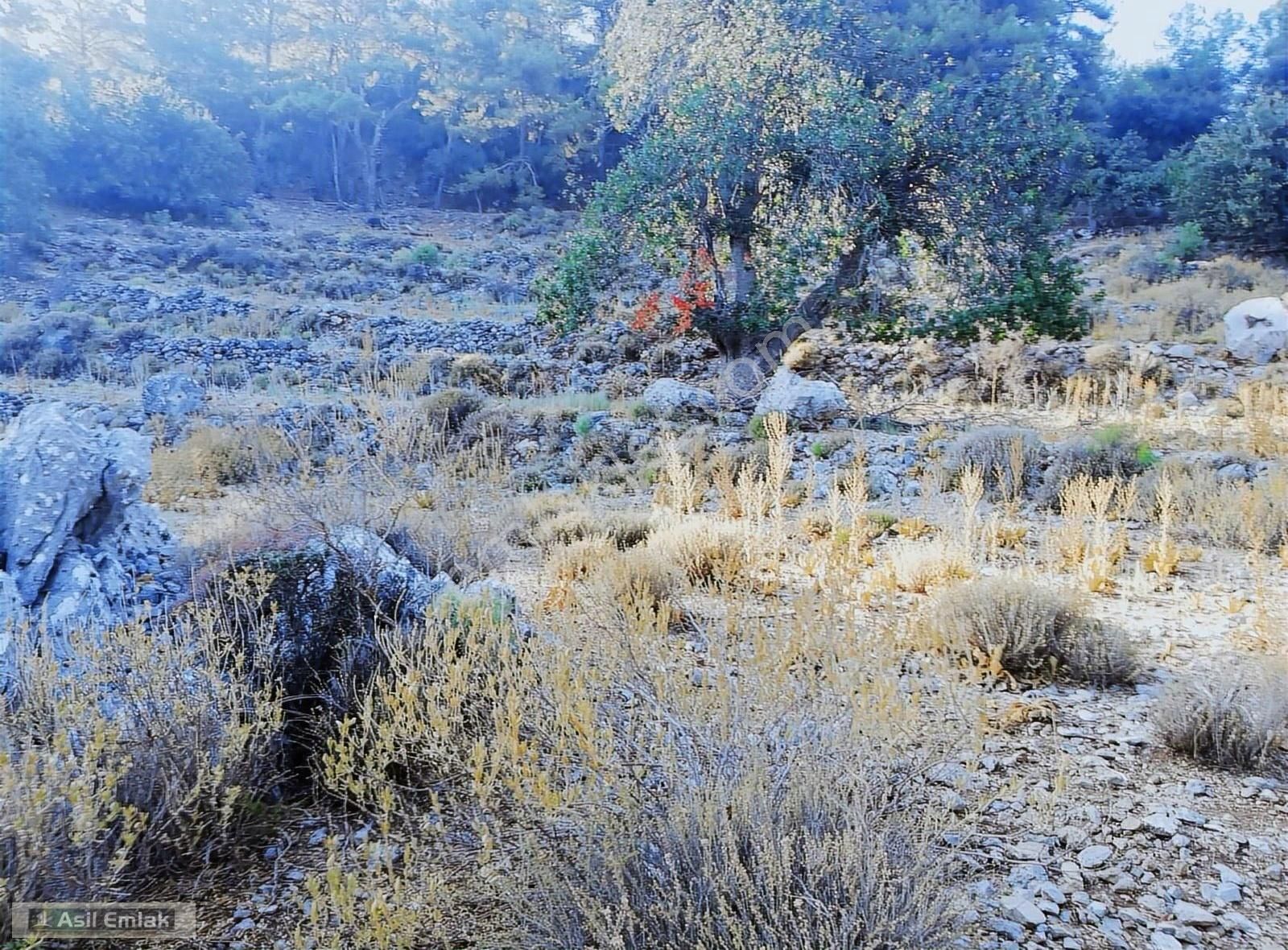 Ortaca Dalyan Gökbel Mahlsi Kışla Mevkiinde Satılık 5216m² Tarla - Görsel 32