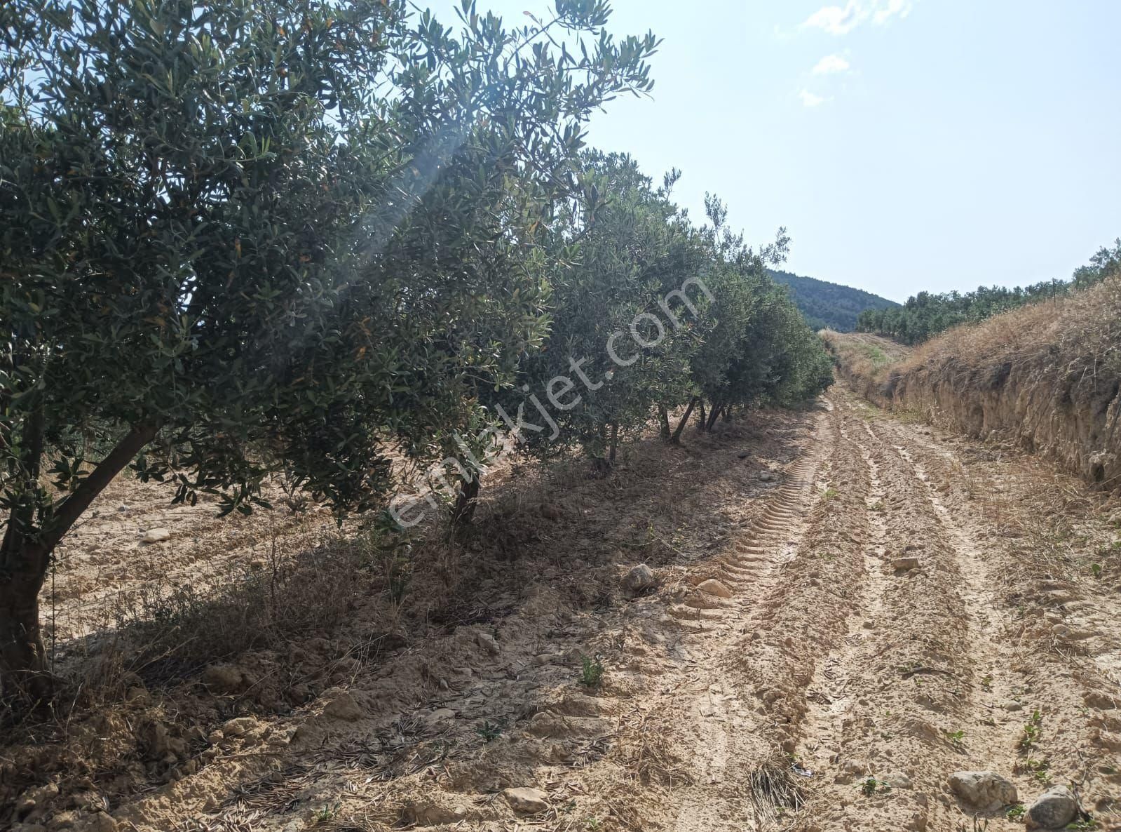 Denizli Pamukkale Güzelpınar Satılık Zeytinlik