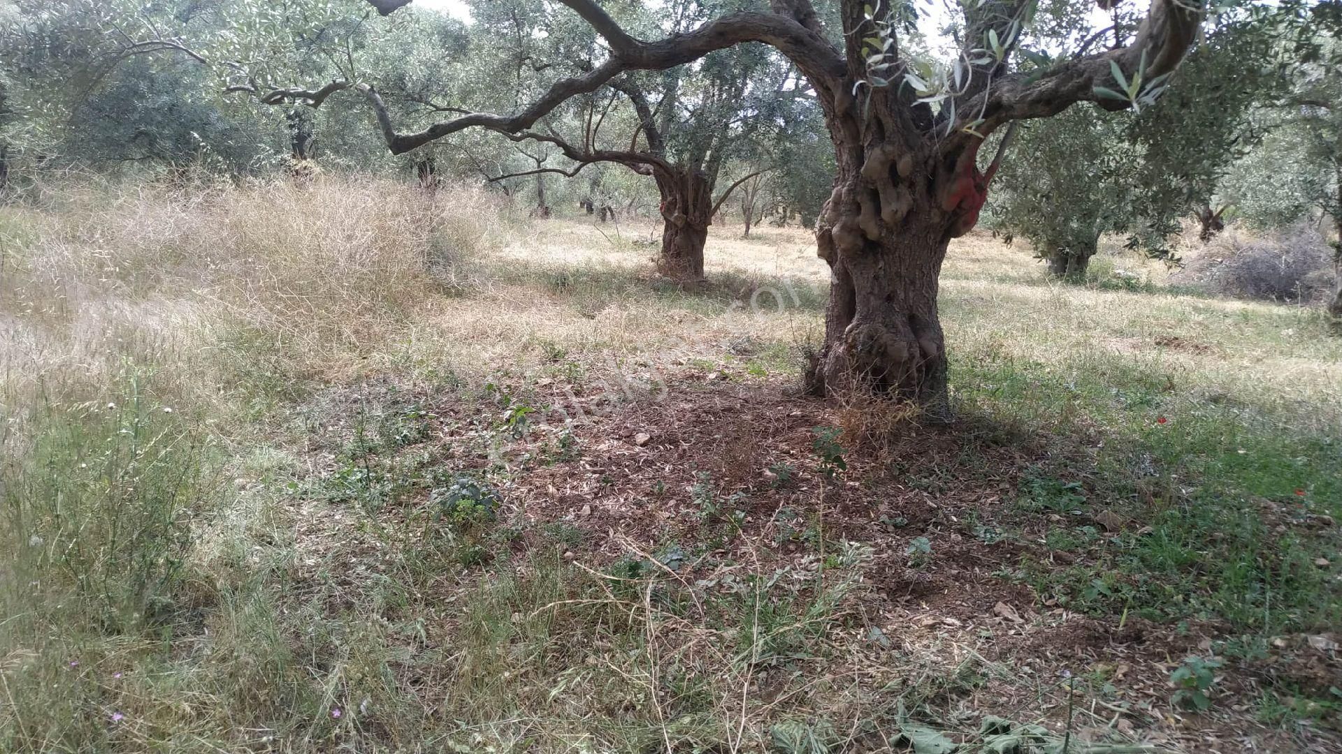 Satılık Zeytinlik
