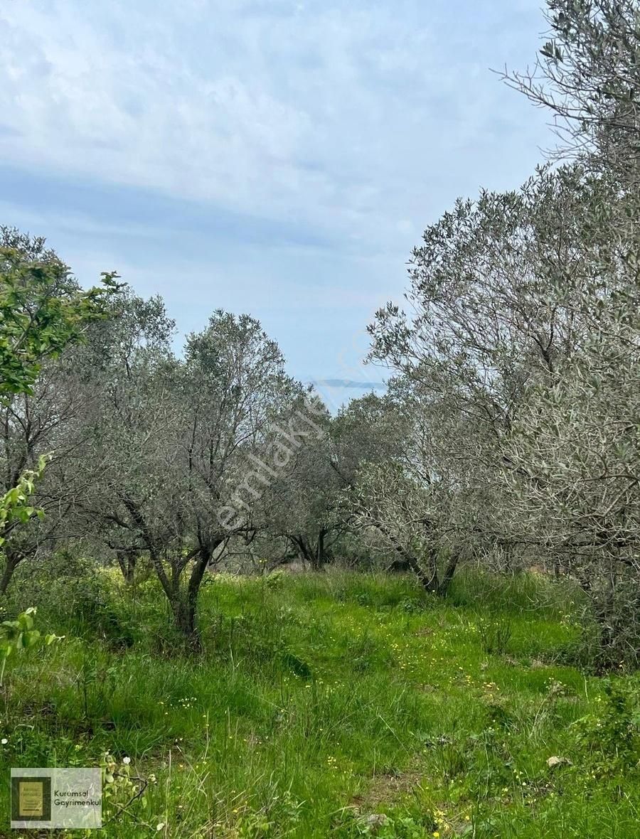 Bandırma Sahilyenice Satılık Arazi
