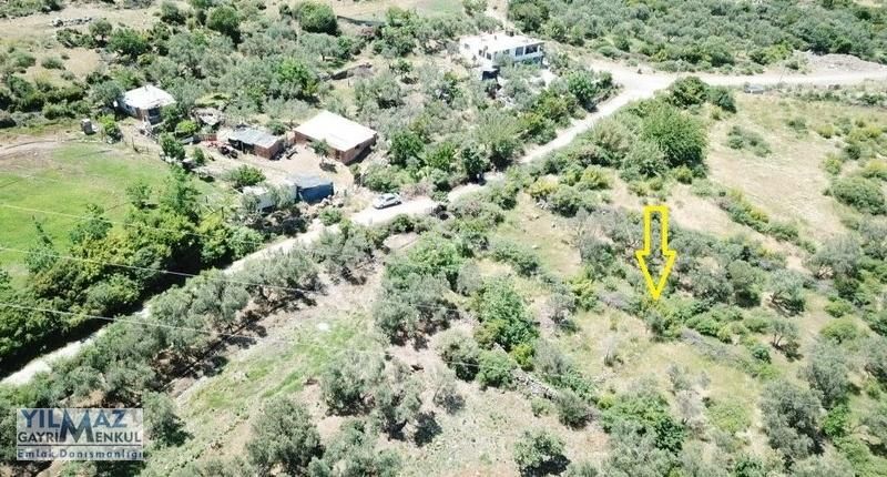Çıtak Köyüne 300 Mt Mesafede Asfalt Yola Sıfır Zeytinlik