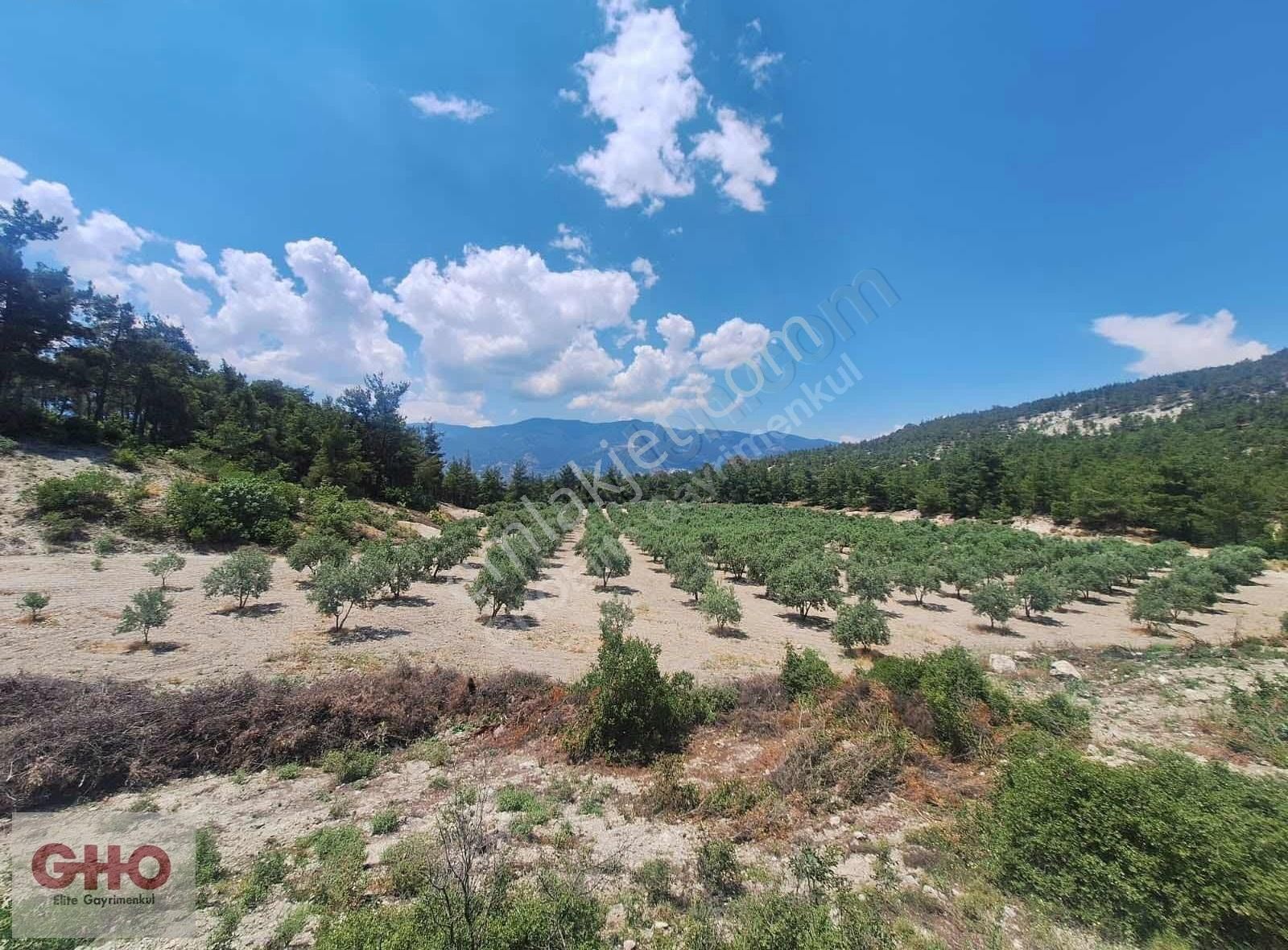 Gho'dan Karacasuda Satılık Zeytinlik
