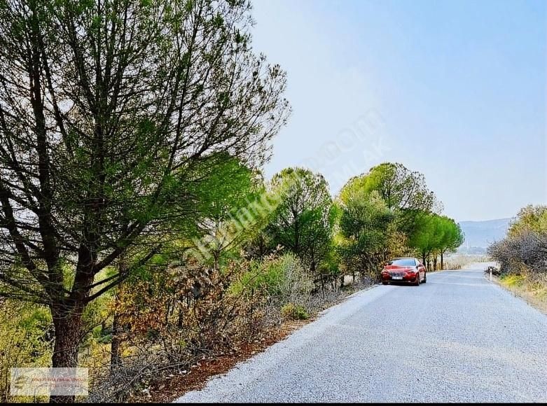 Dikili Kıroba Köyünde 11 Dönüm Çam Fıstıklı Tarla