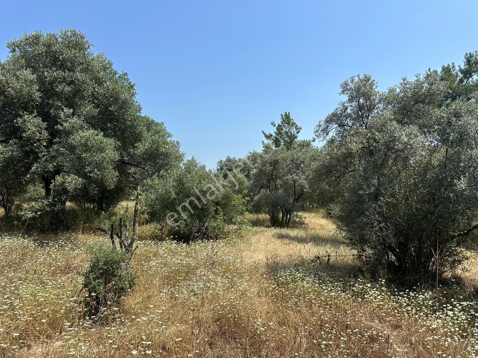 Köyceğiz Zeytinalanı Nda 1608 M2 Zeytinlik Satılık