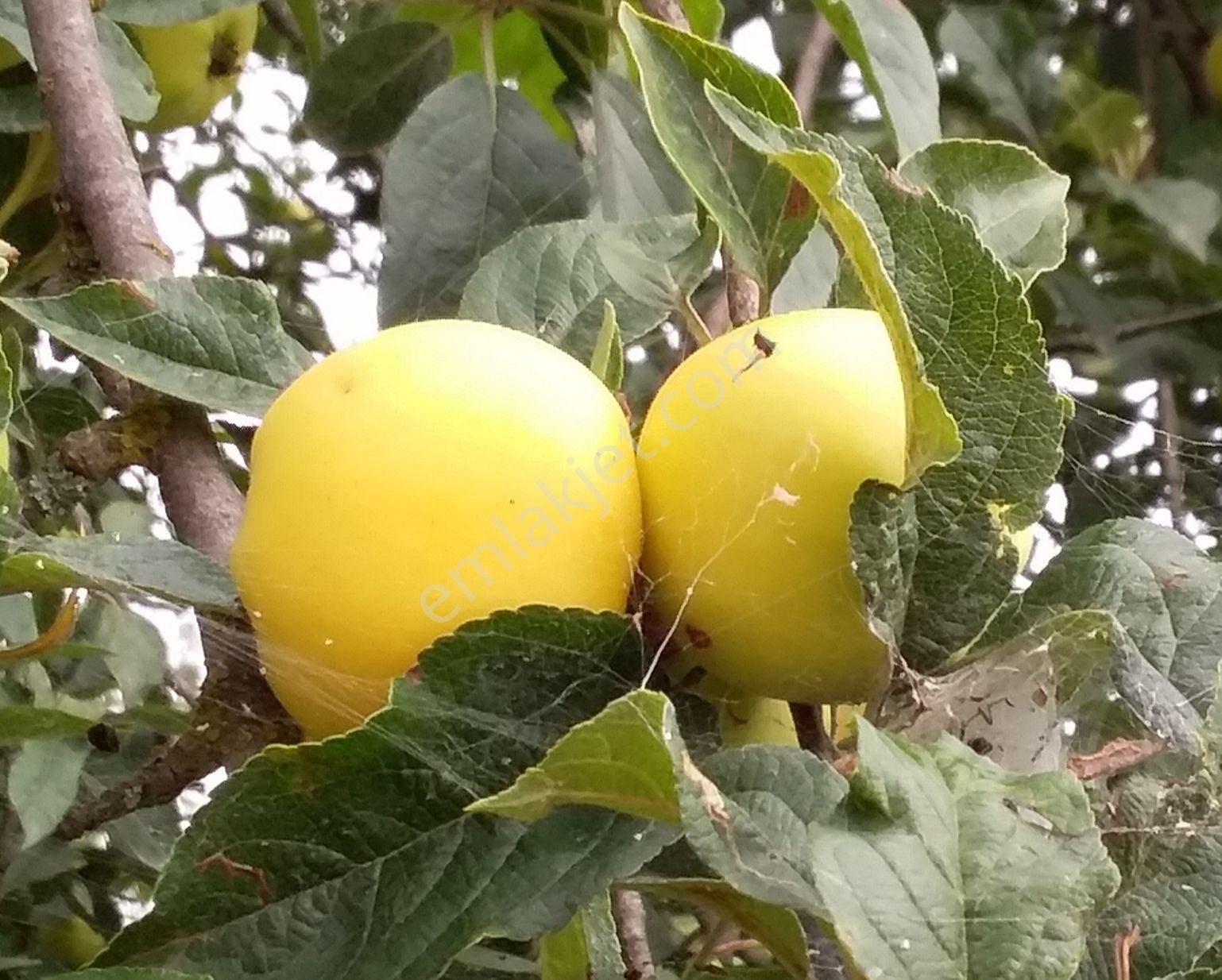 Kelepir Ayvalık