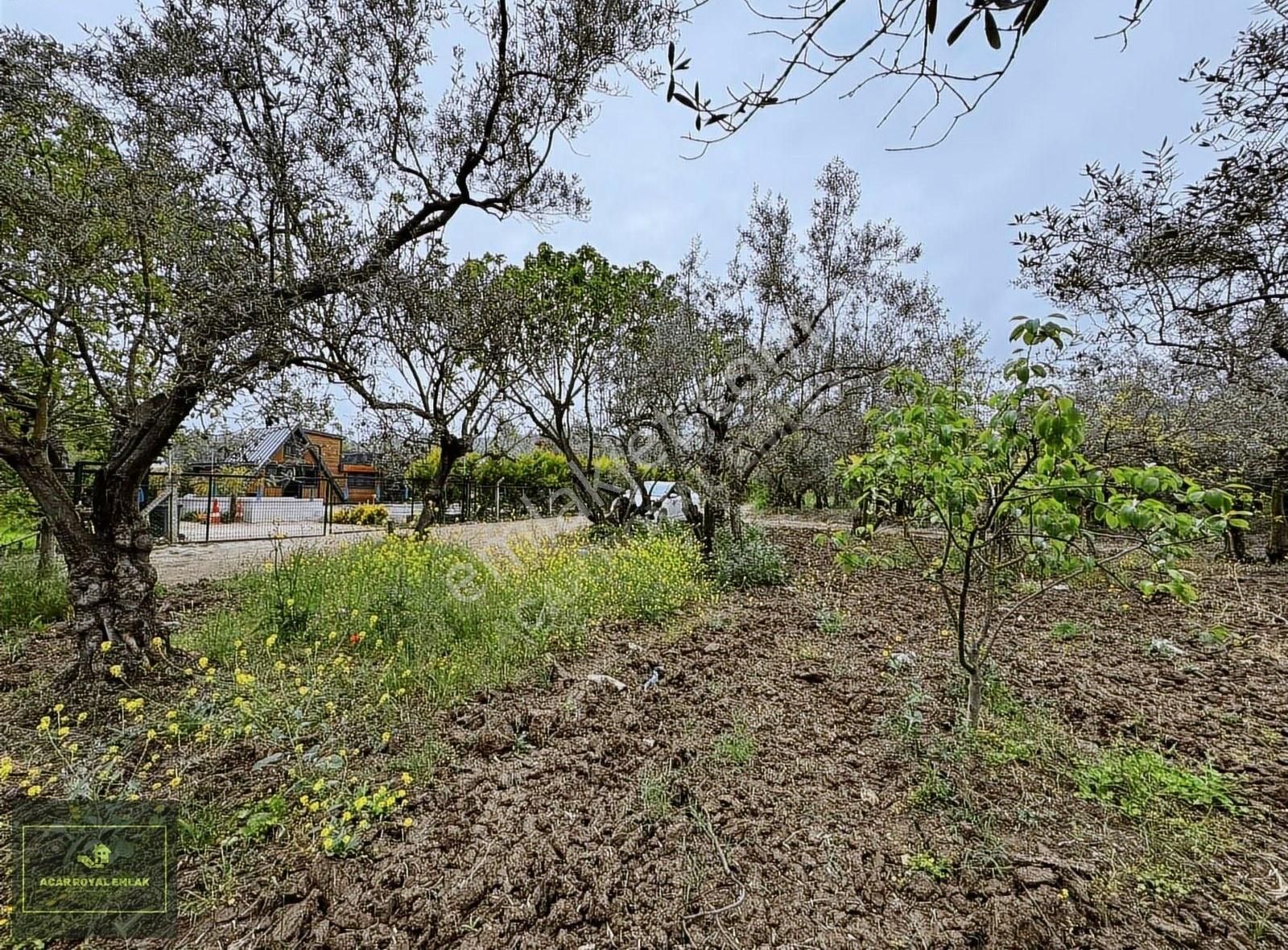 Royal'den Umurbey'de Yola Cephe 1450m2 Acilll Satılık Tarla