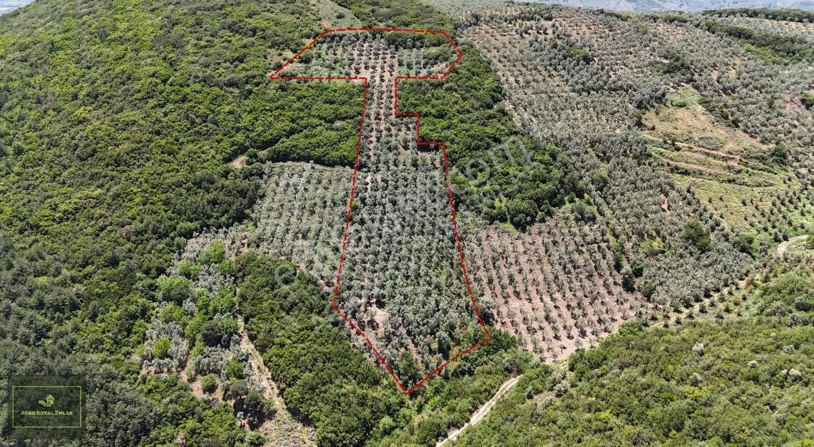 Gemlik Şahinyurdu 8700m2 600 Ağaç Satılık Zeytinlik