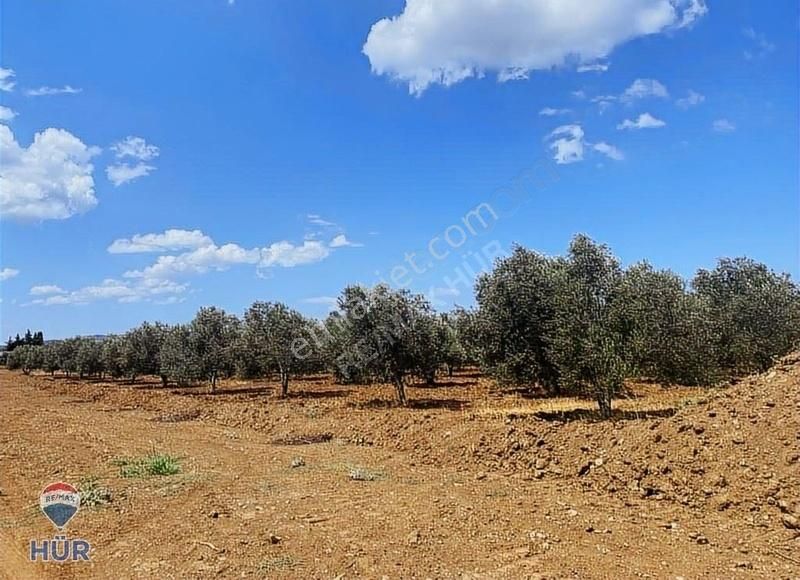 Remax Ayfer Sever'den Balıkesir Gömeç Satılık Zeytinlik