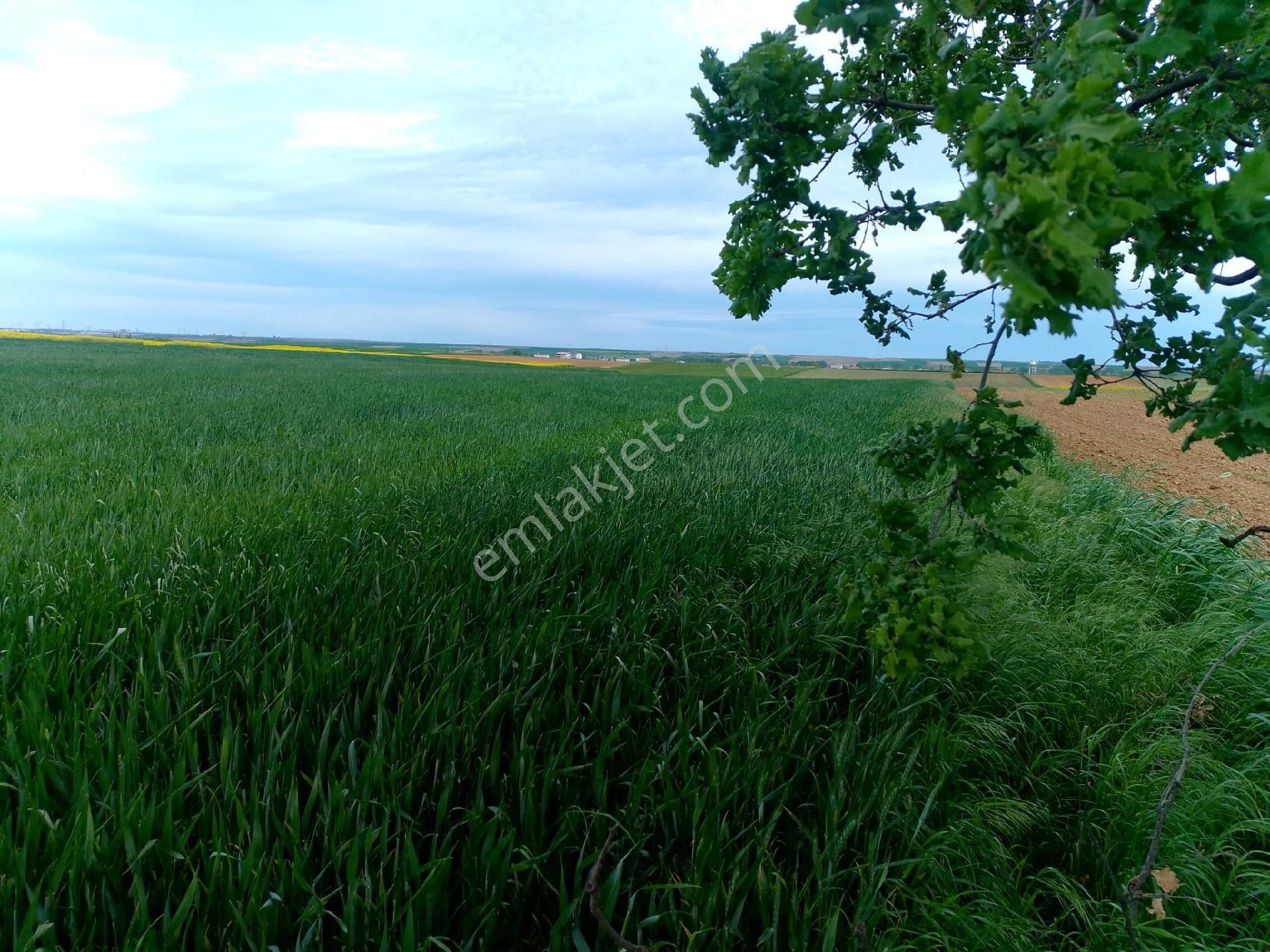 6400 M2 Nadirli İmara Sıfır Tarla