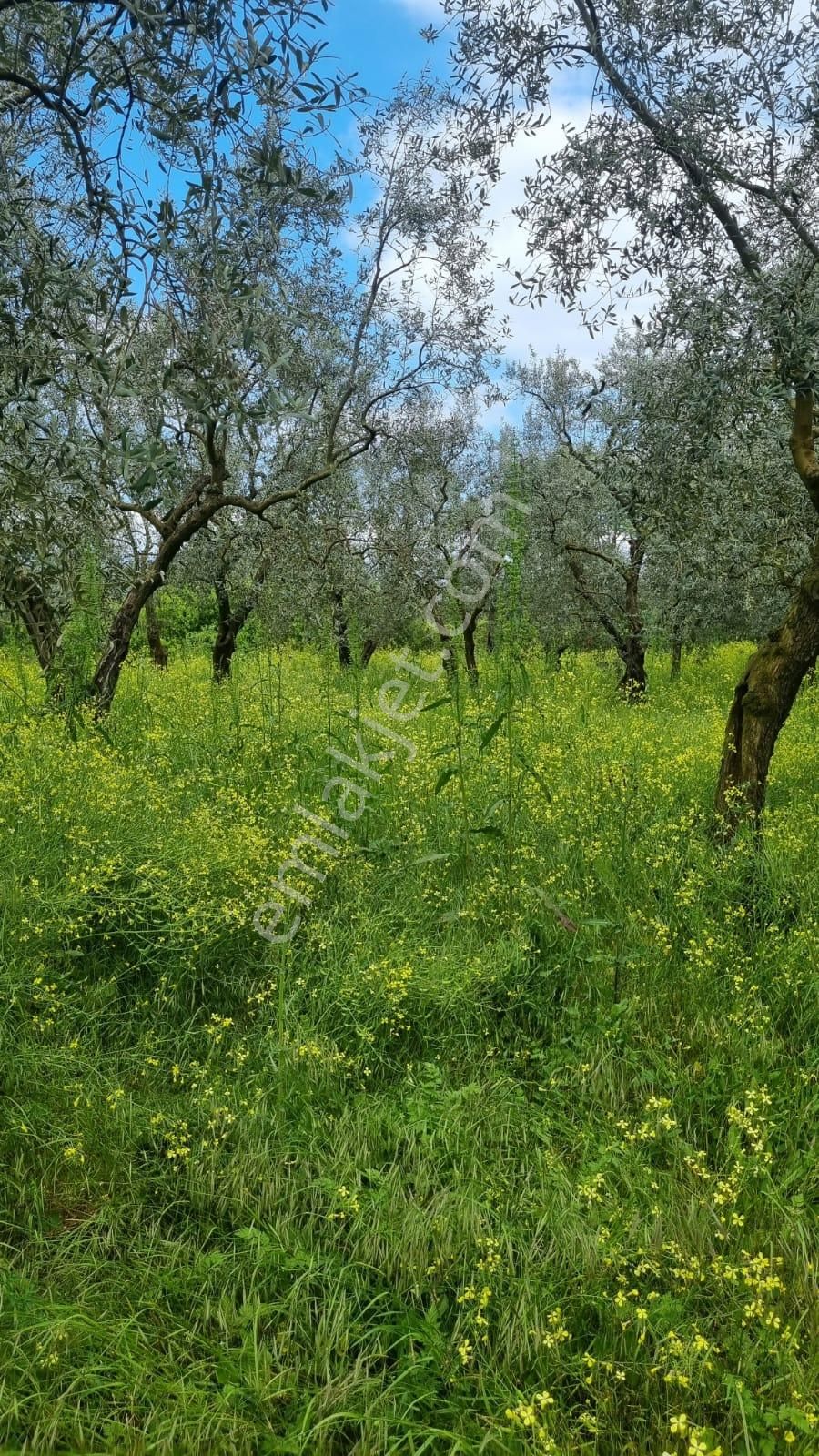 Bursa/ Orhangazi ..gürlede - Görsel 10