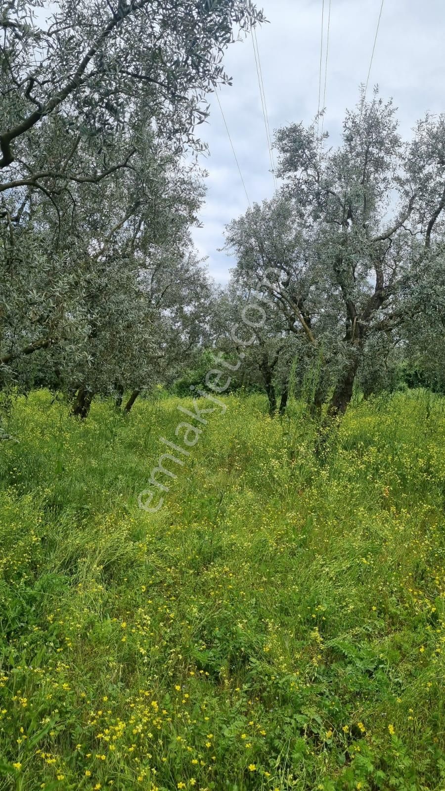 Bursa/ Orhangazi ..gürlede - Görsel 3