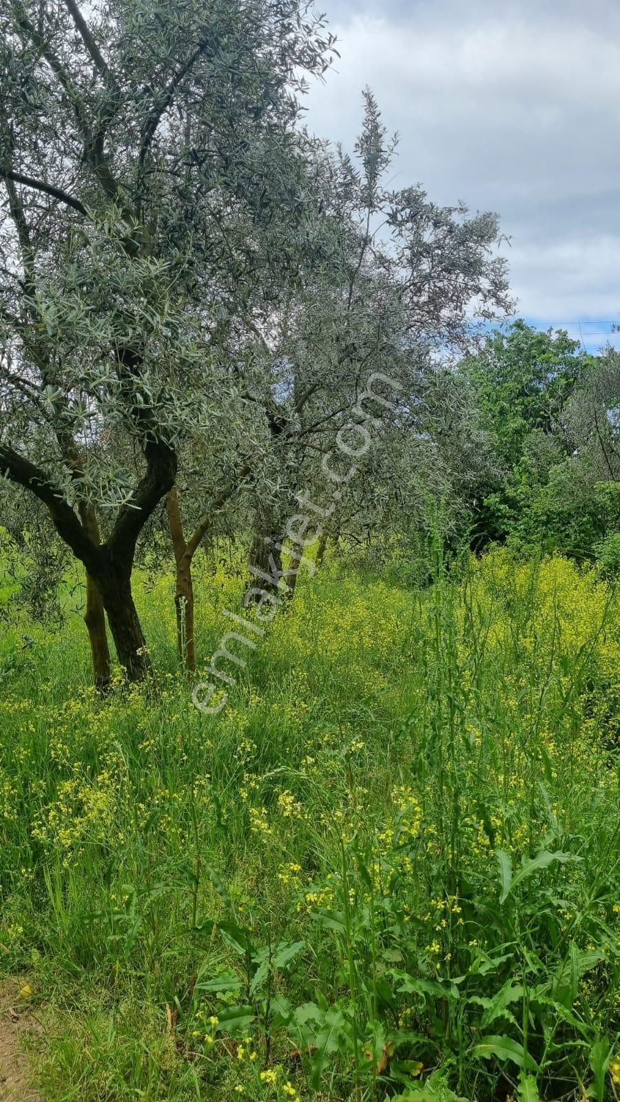 Bursa/ Orhangazi ..gürlede - Görsel 14