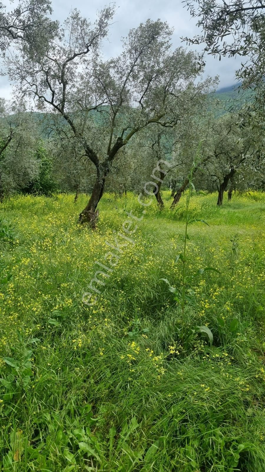 Bursa/ Orhangazi ..gürlede - Görsel 9