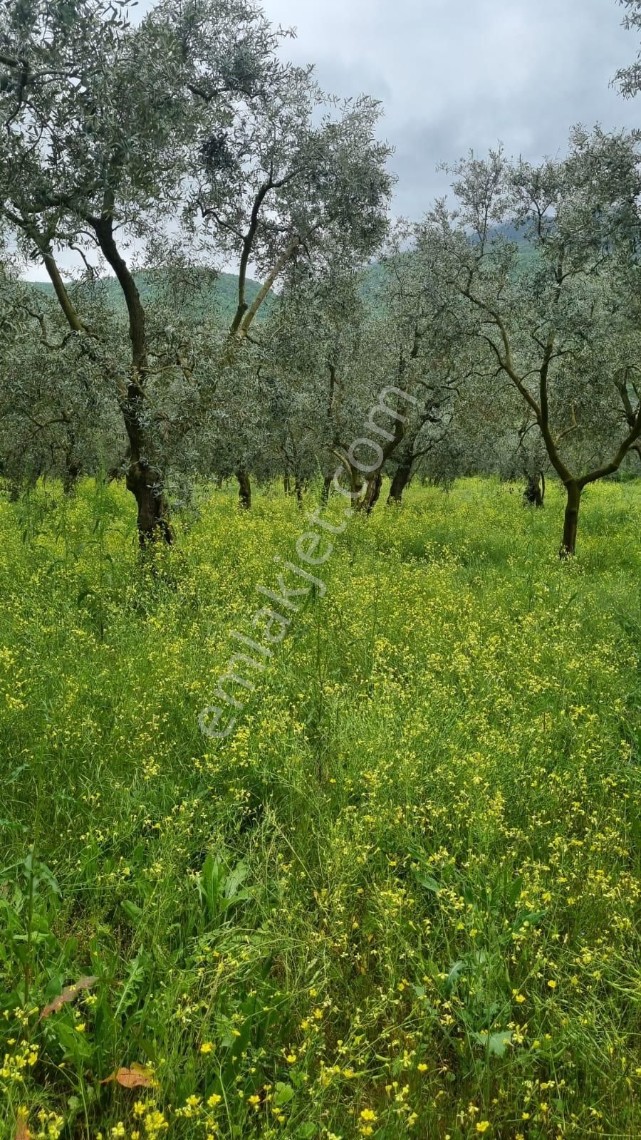 Bursa/ Orhangazi ..gürlede - Görsel 13