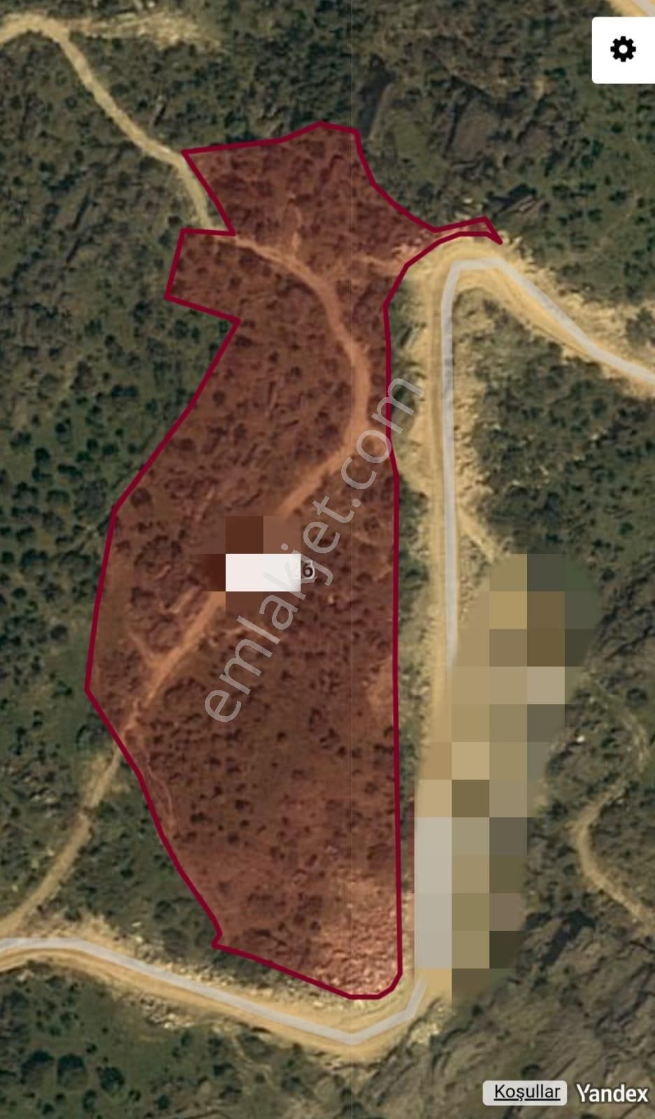 Karacahayıt Köyü Söke De Satılık Zeytinlik