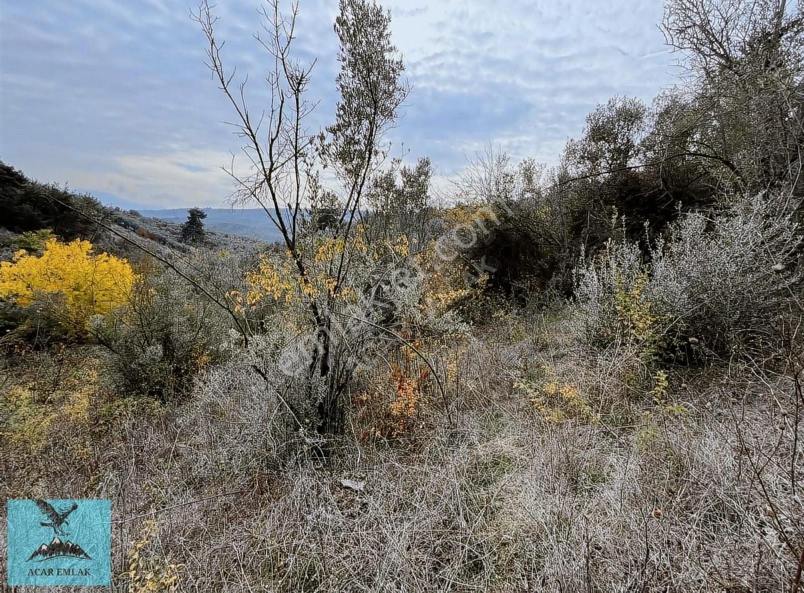 Umurbeyde 1082 M2 Kelepir Zeytinlik