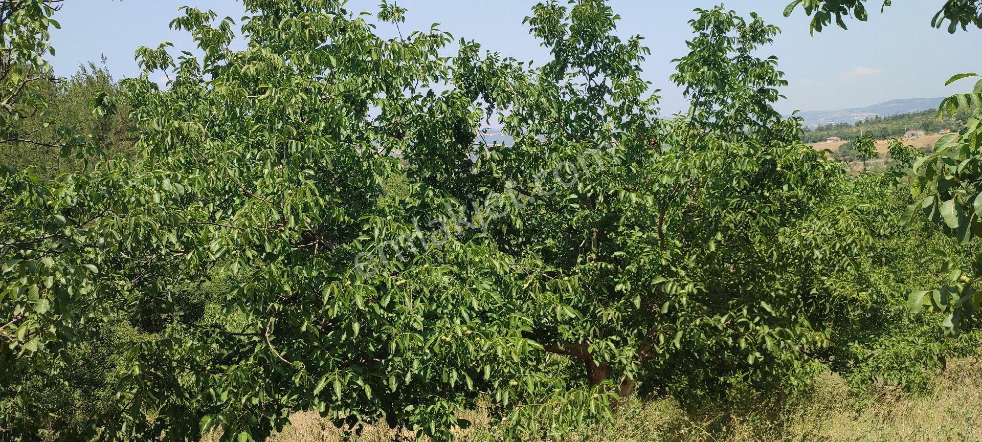 Karamürsel Çamdibi Mahallesi'nde Yetişkin Bakımlı Satılık Ceviz Bahçesi