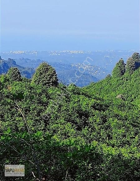 Tapuhane'den Akçakoca'da 21,248m2 Satılık Fındık Bahçesi