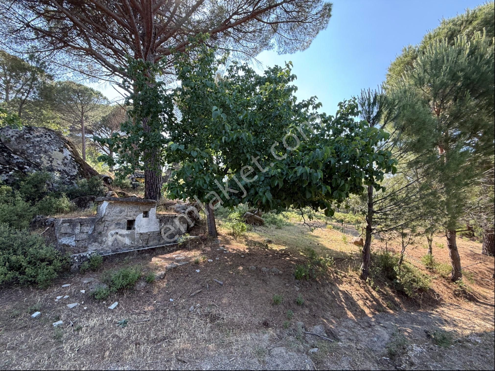 Bergama Aşağıbey’de 7.740 M² Verimli Fıstıklık! Yatırıma Uygun.